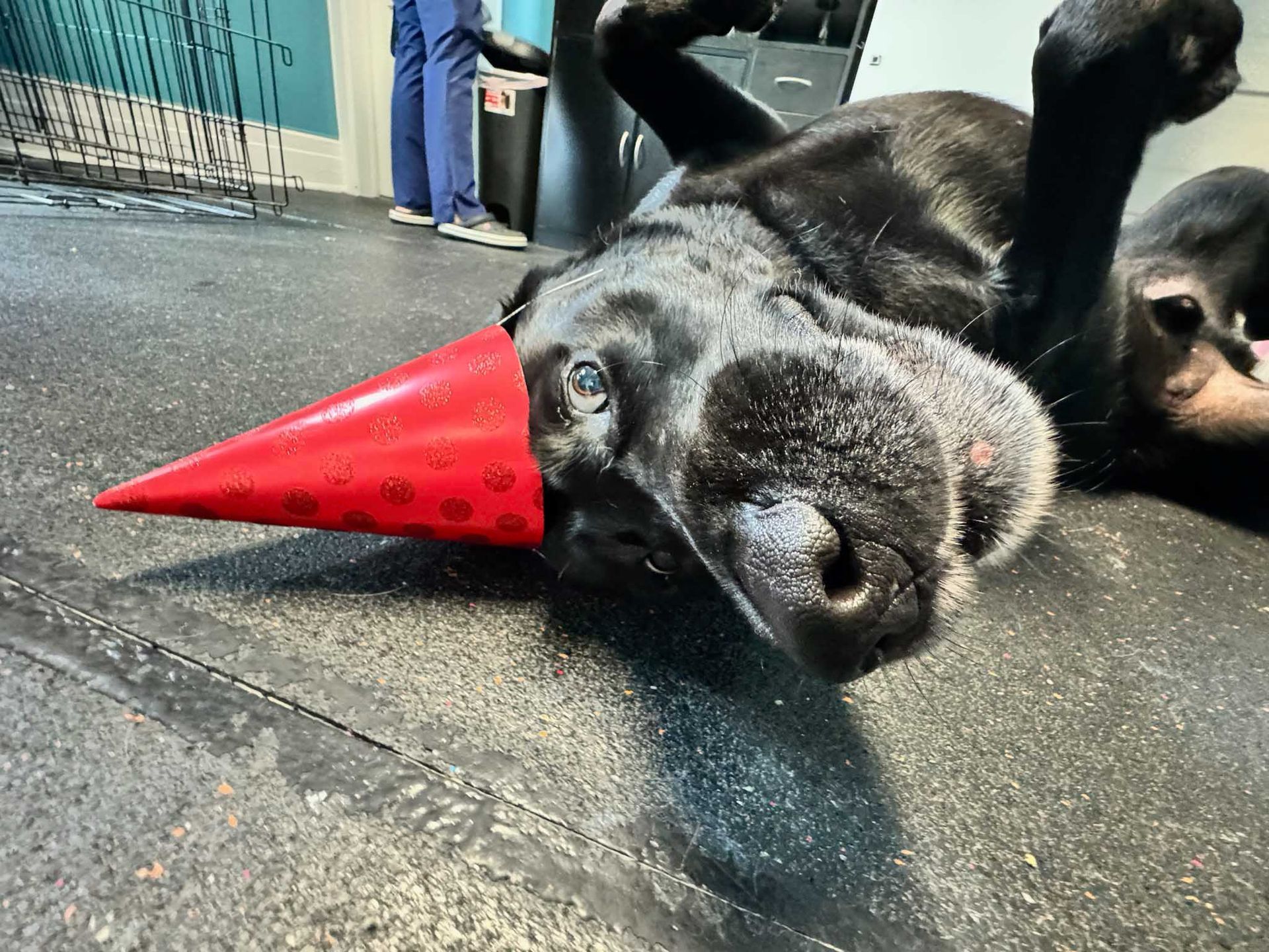 Black dog wearing a red party hat, lying on its back, inside.