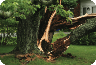 Damaged tree in yard.