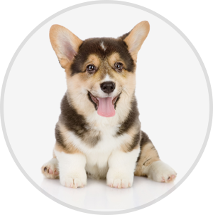 A brown and white corgi puppy is sitting with its tongue hanging out.