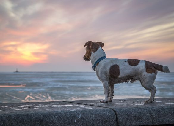 A dog is standing on a ledge overlooking the ocean at sunset.