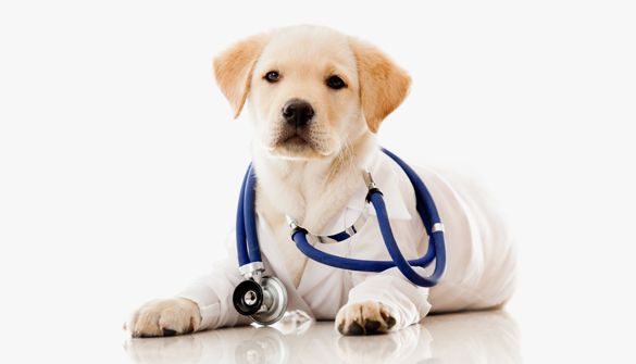 A puppy dressed as a doctor with a stethoscope around its neck.