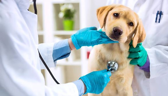 A dog is being examined by a veterinarian with a stethoscope.