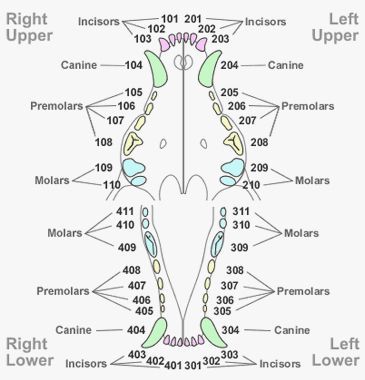 A diagram of a dog 's teeth showing the upper and lower incisors.