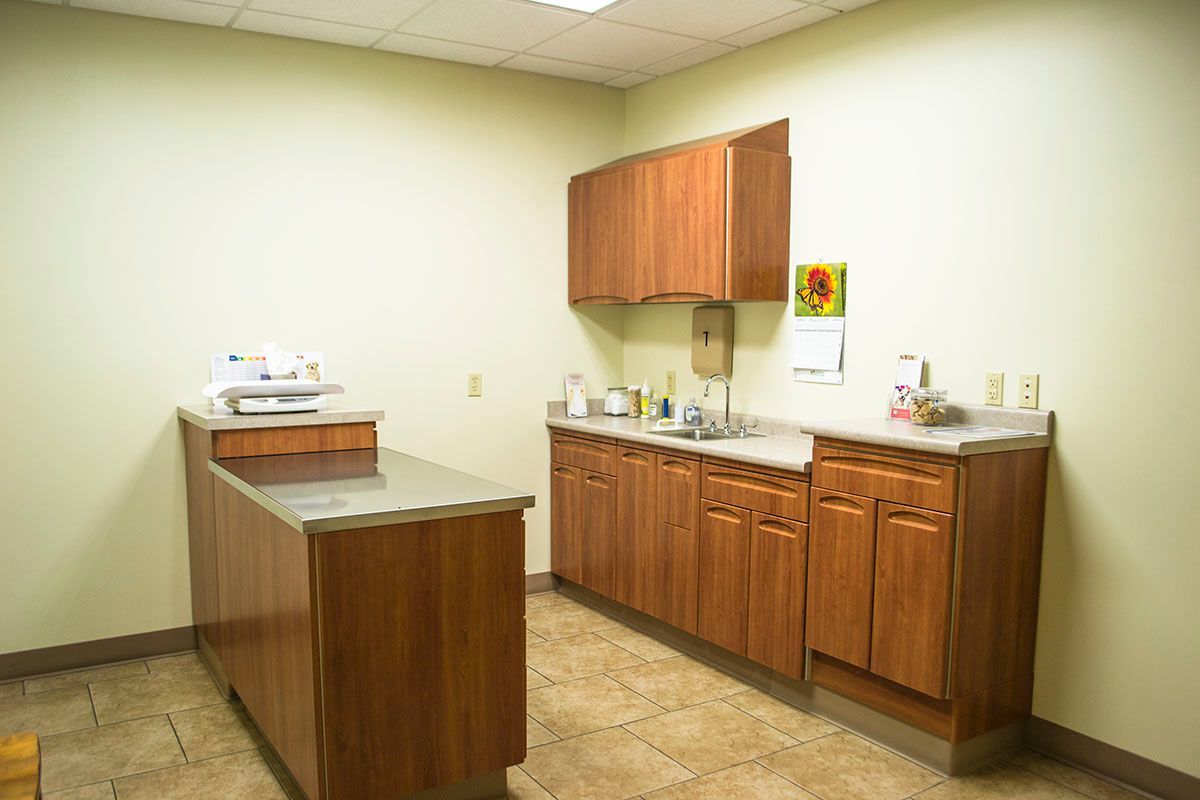 Pet clinic examination room