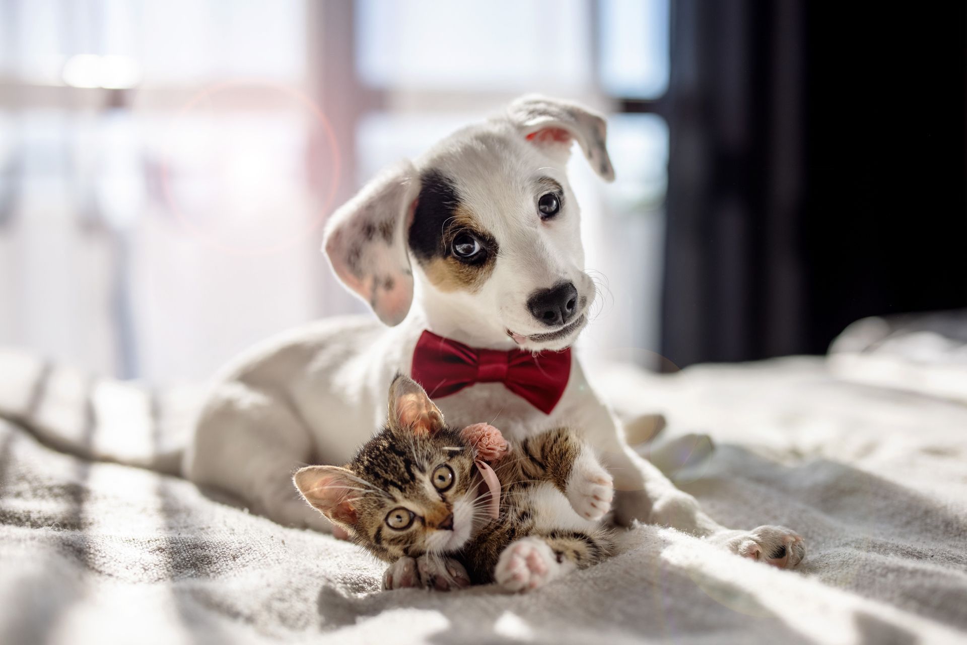 Join Our Team Wellsboro Small Animal Hospital