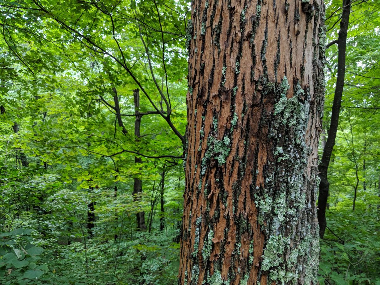 Tree Tech of Louisiana, LLC