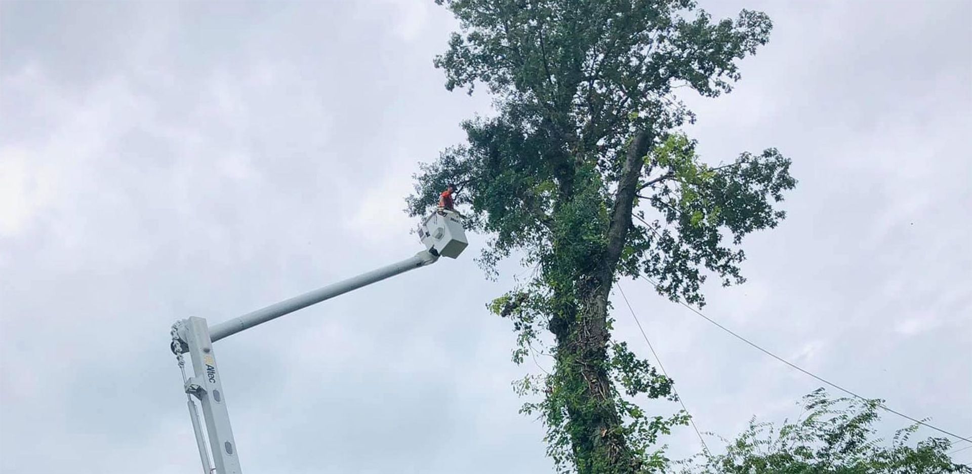 Tree Tech of Louisiana, LLC