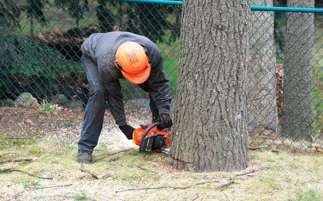 Tree Tech of Louisiana, LLC