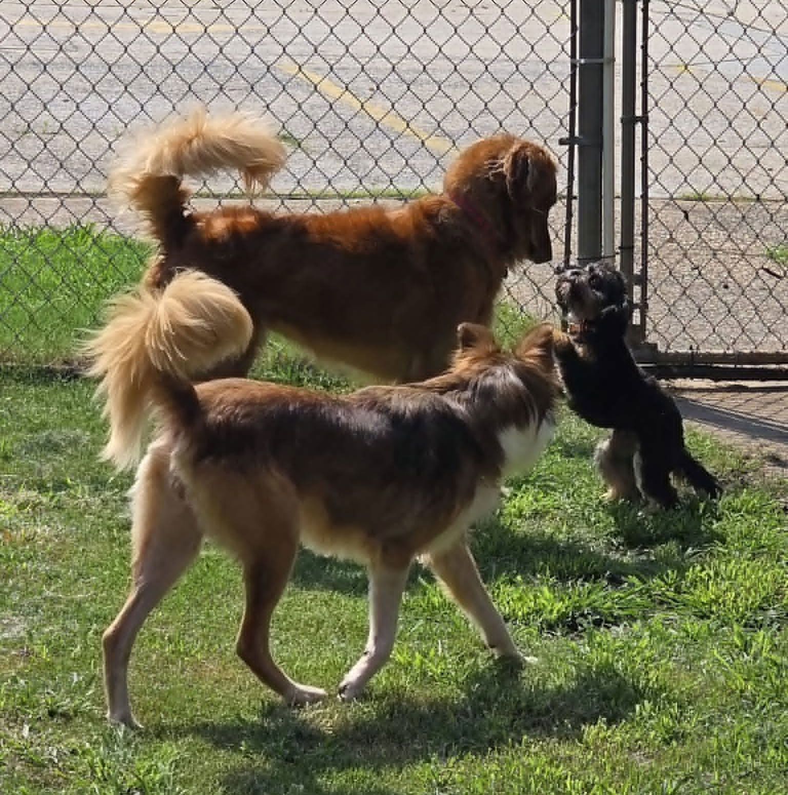 Three dogs stand on grass by a chain-link fence, two large fluffy brown dogs and a small black dog.
