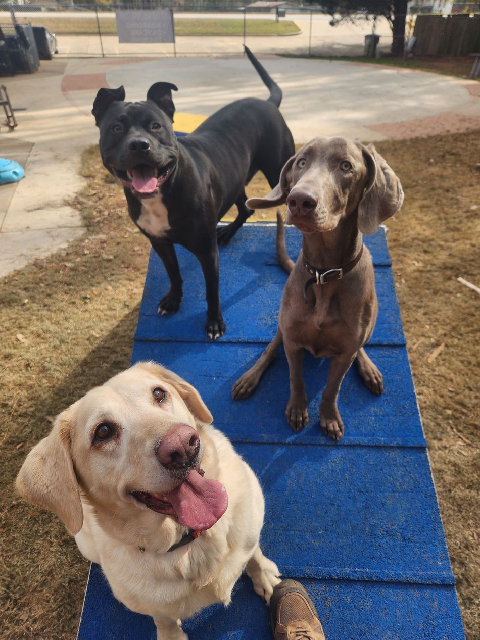 Three dogs sitting on blue turf outdoors, two black and one yellow, all panting and looking at the camera