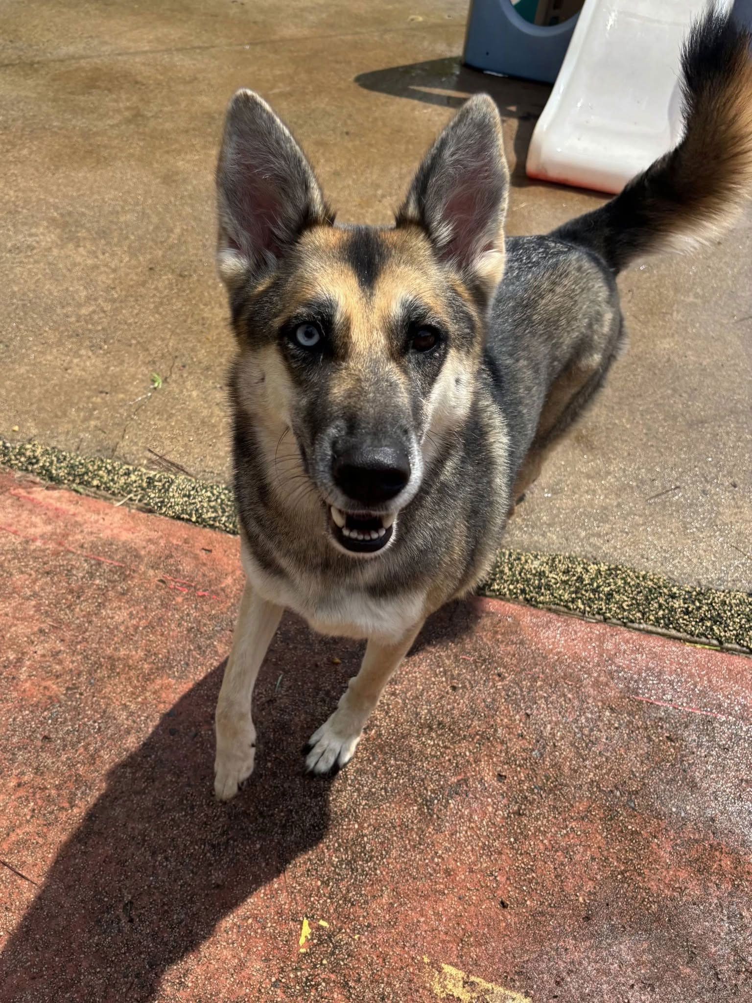 German shepherd standing on a patio, looking up with ears perked and tail raised.