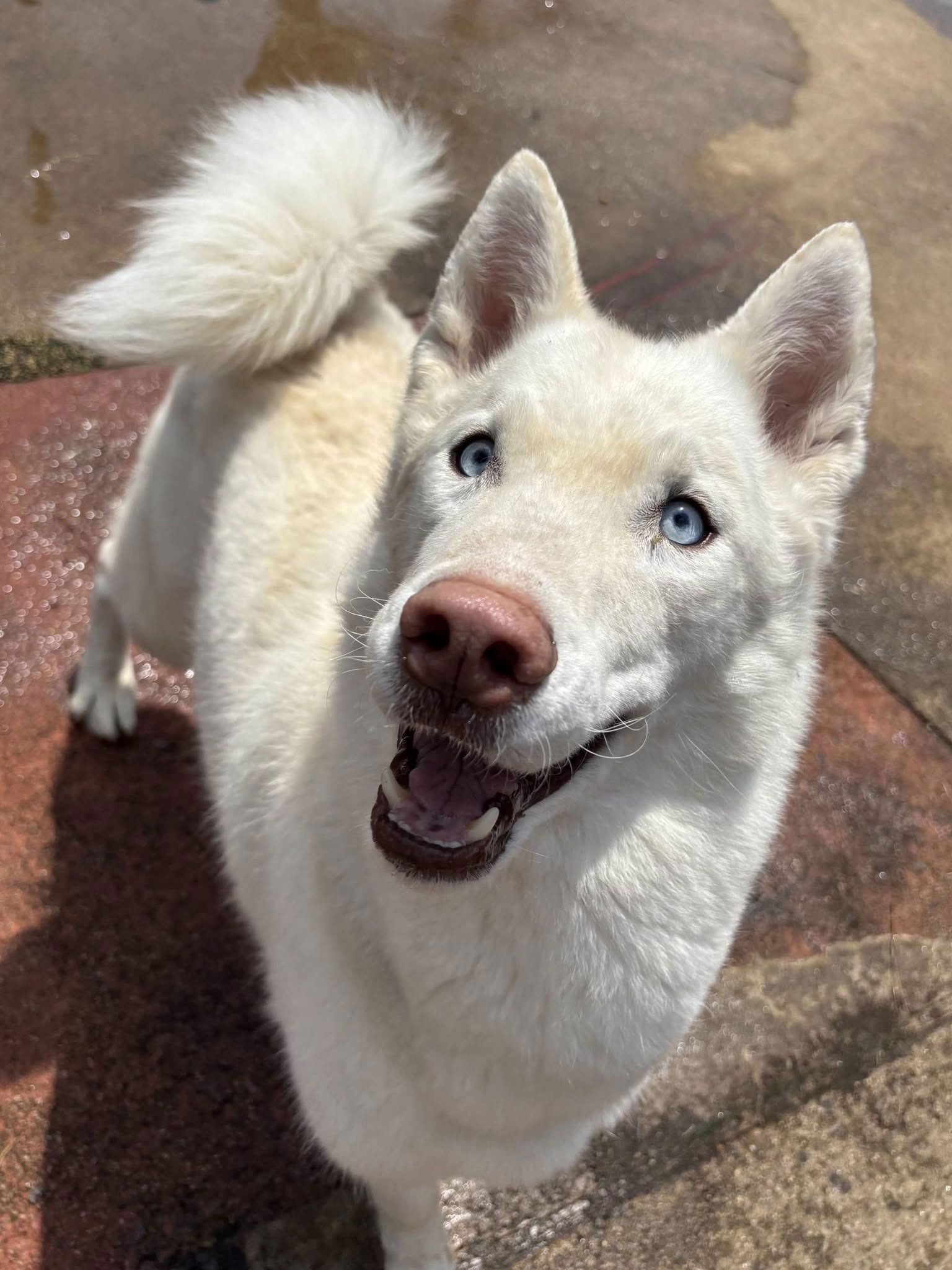 White fluffy dog with blue eyes sitting on a stone path, looking up with an open-mouthed smile.