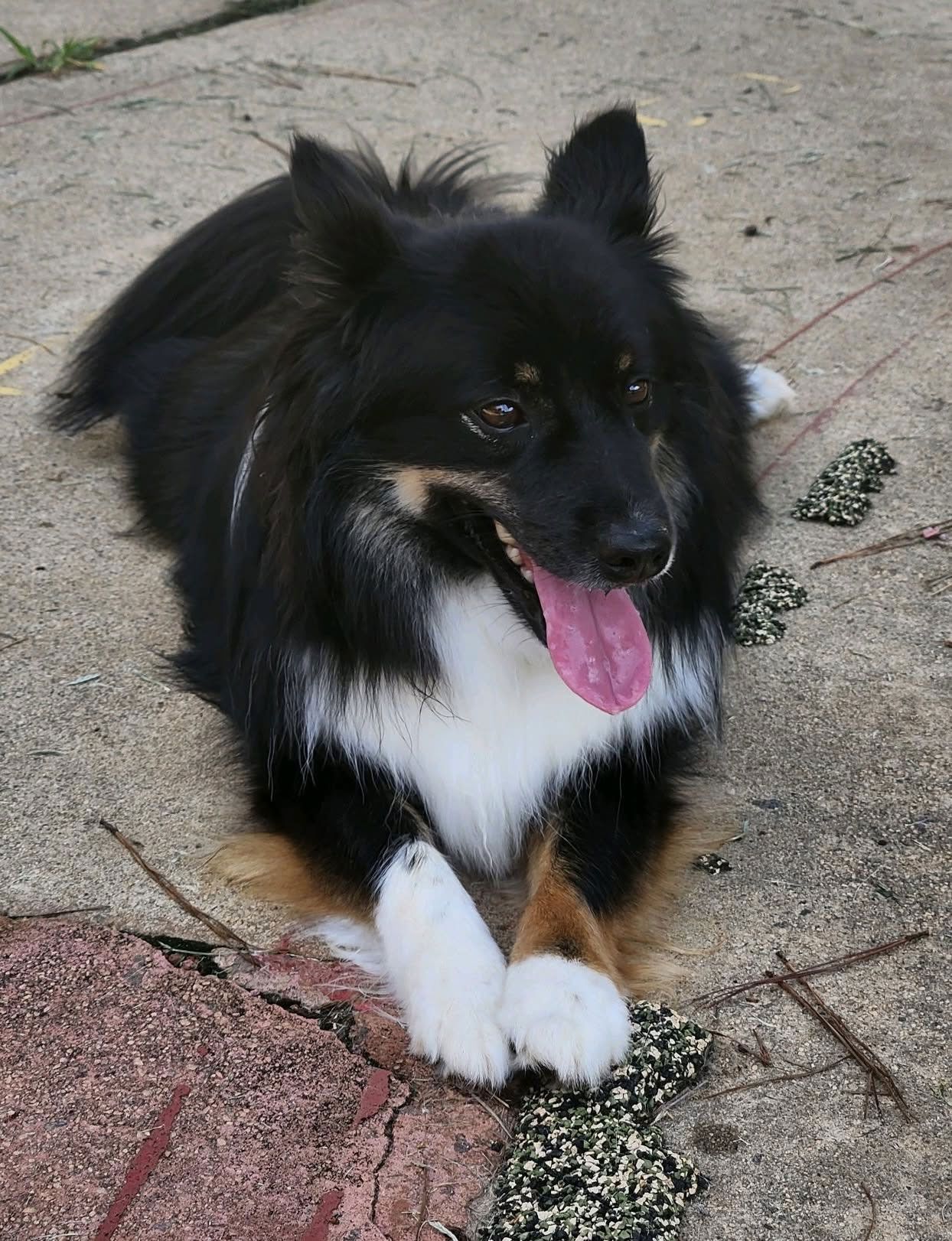 Black-and-white dog lying on a sidewalk, panting with tongue out and white paws visible