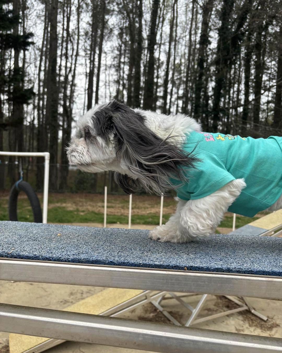 Small dog in a teal jacket leaping over an agility obstacle outdoors near a wooded area
