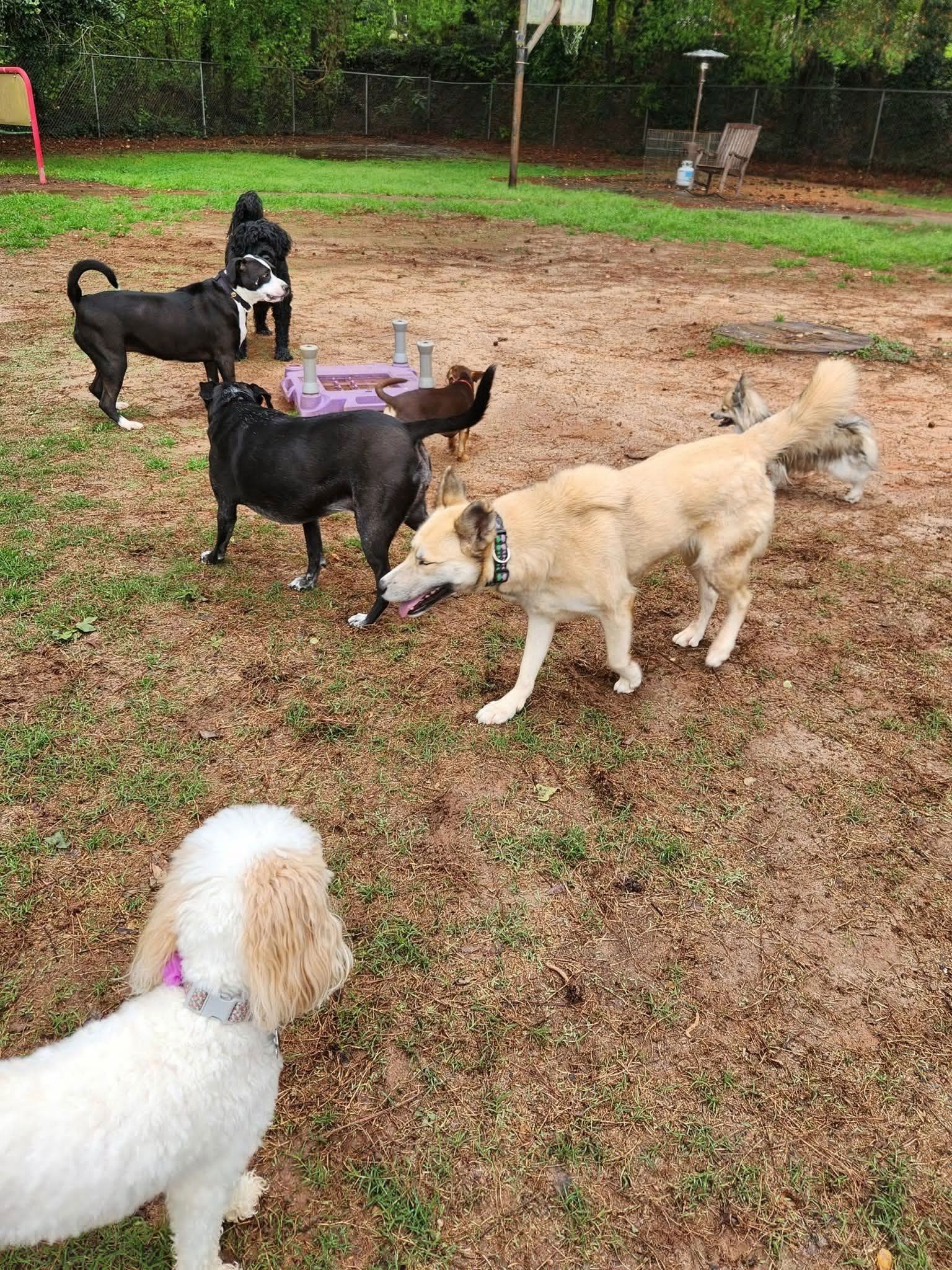 Five dogs standing and sniffing each other in a muddy park with a purple water bowl.