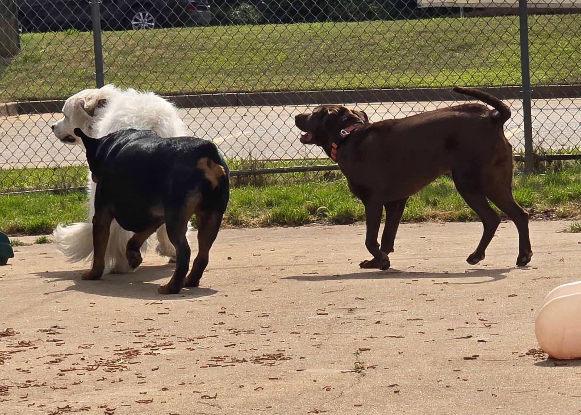 Three dogs standing and sniffing on a dirt path near a chain-link fence in a sunny yard.