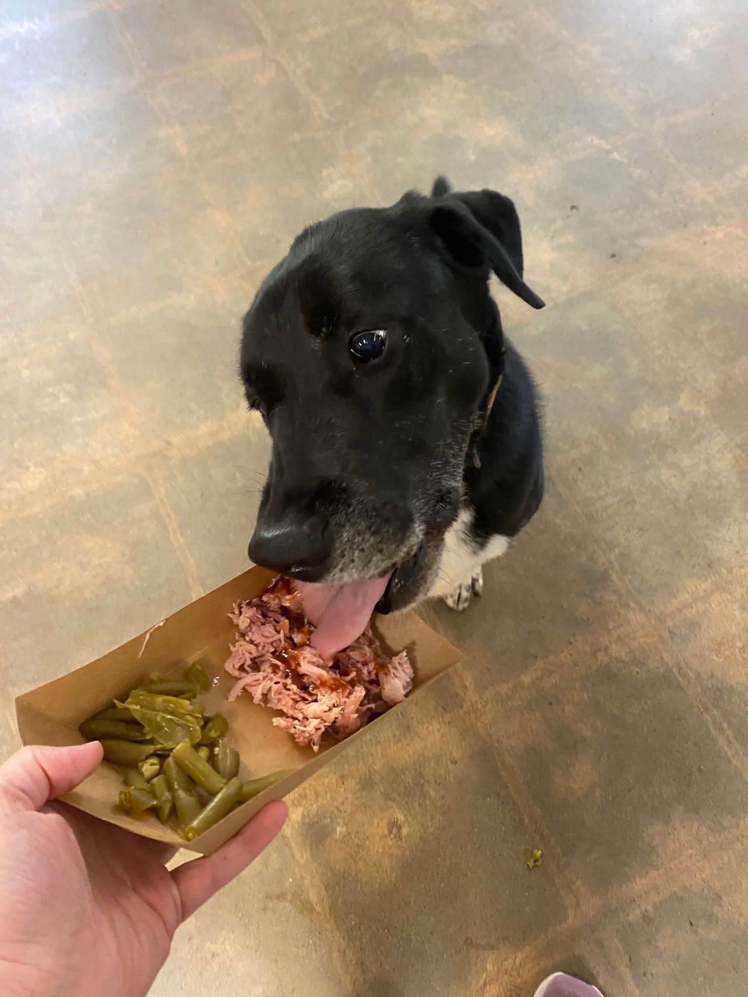 Black dog eating from a tray held by a hand, with green beans and meat on a concrete floor.
