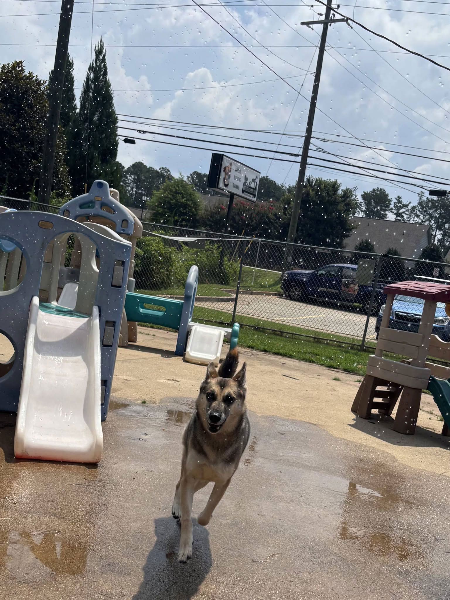 German shepherd standing on wet playground ground near a slide under a sunny sky
