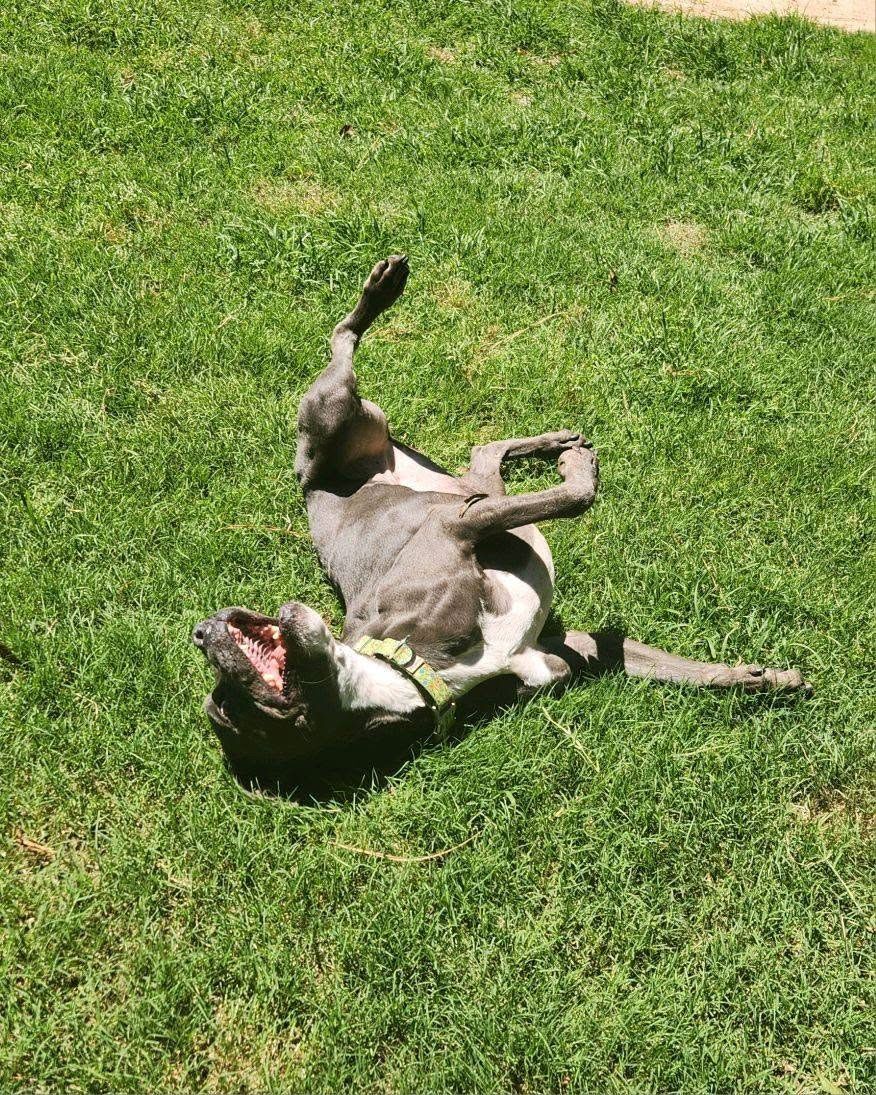 Dog lying on its back in bright green grass, legs up and mouth open.