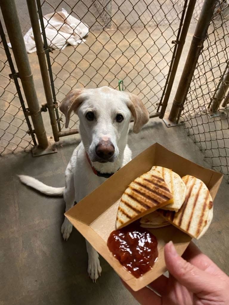 Dog looking at a hand holding grilled sandwich and sauce in a kennel area