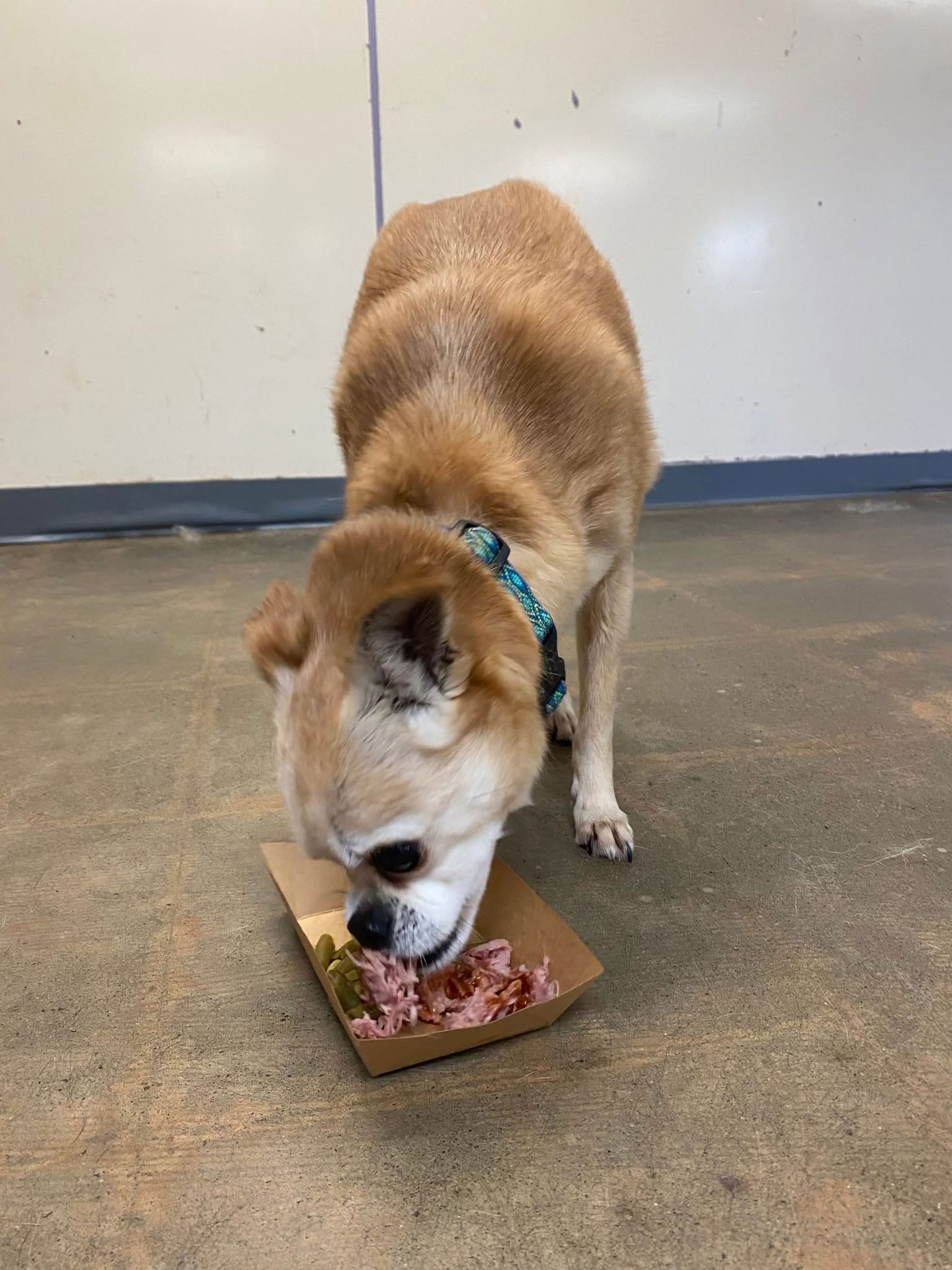 Tan dog eating from a small tray indoors on a concrete floor.