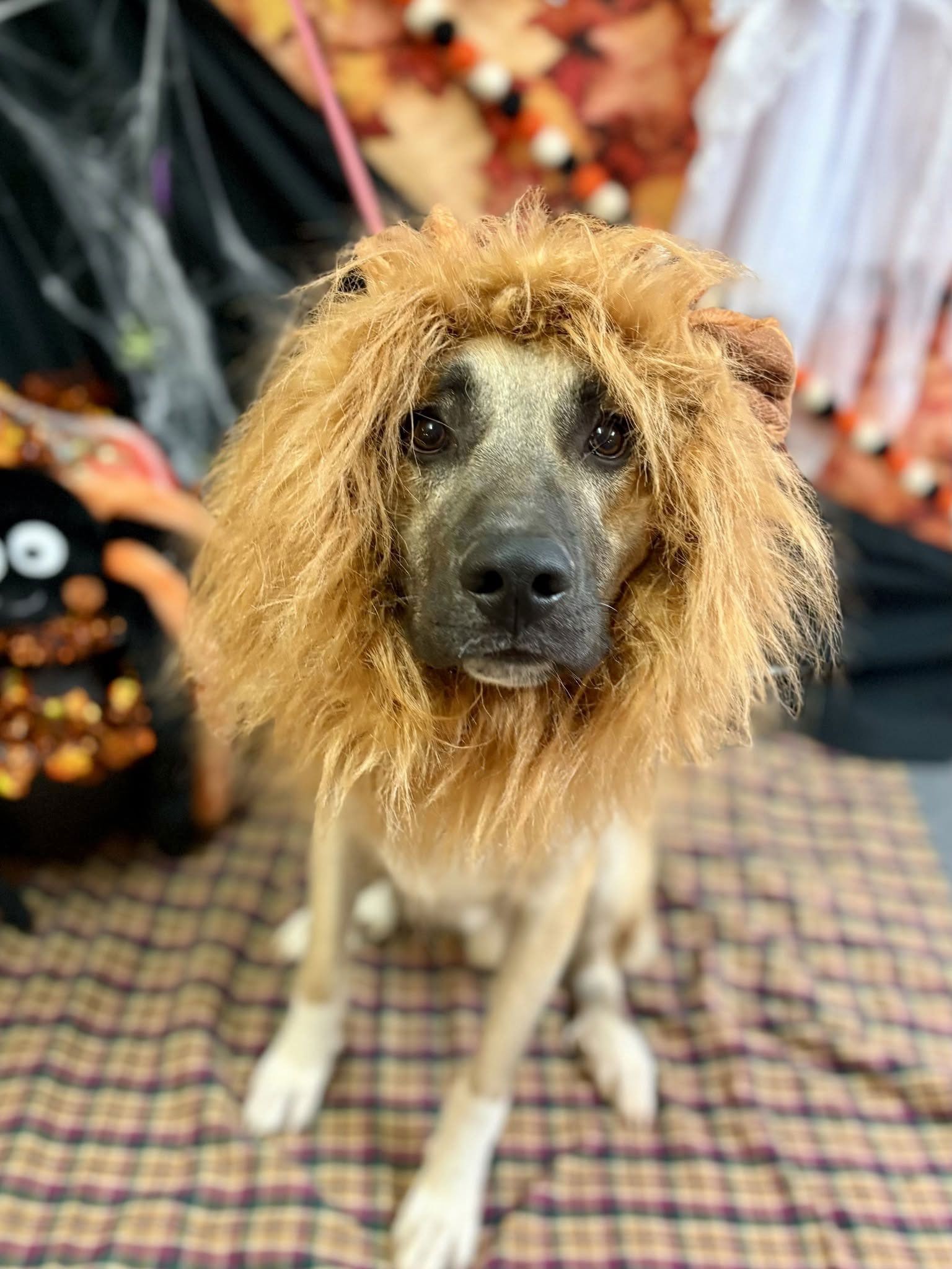 Dog wearing a lion mane costume, sitting on a patterned blanket with Halloween decor in the background