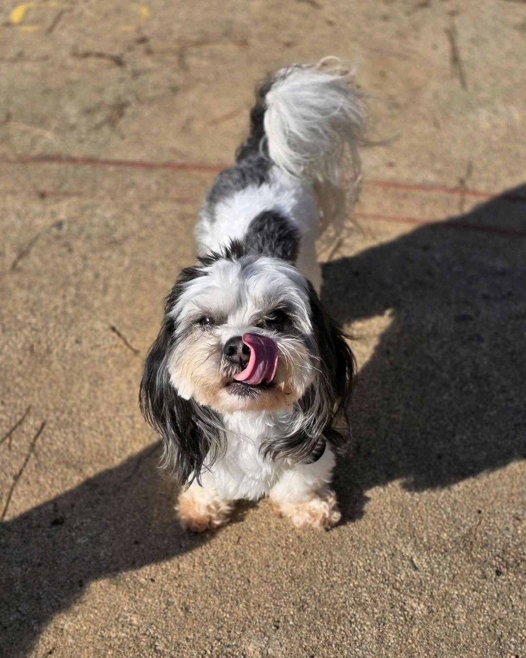 Small black-and-white dog standing on a sunny sidewalk, tongue out and tail curled up.