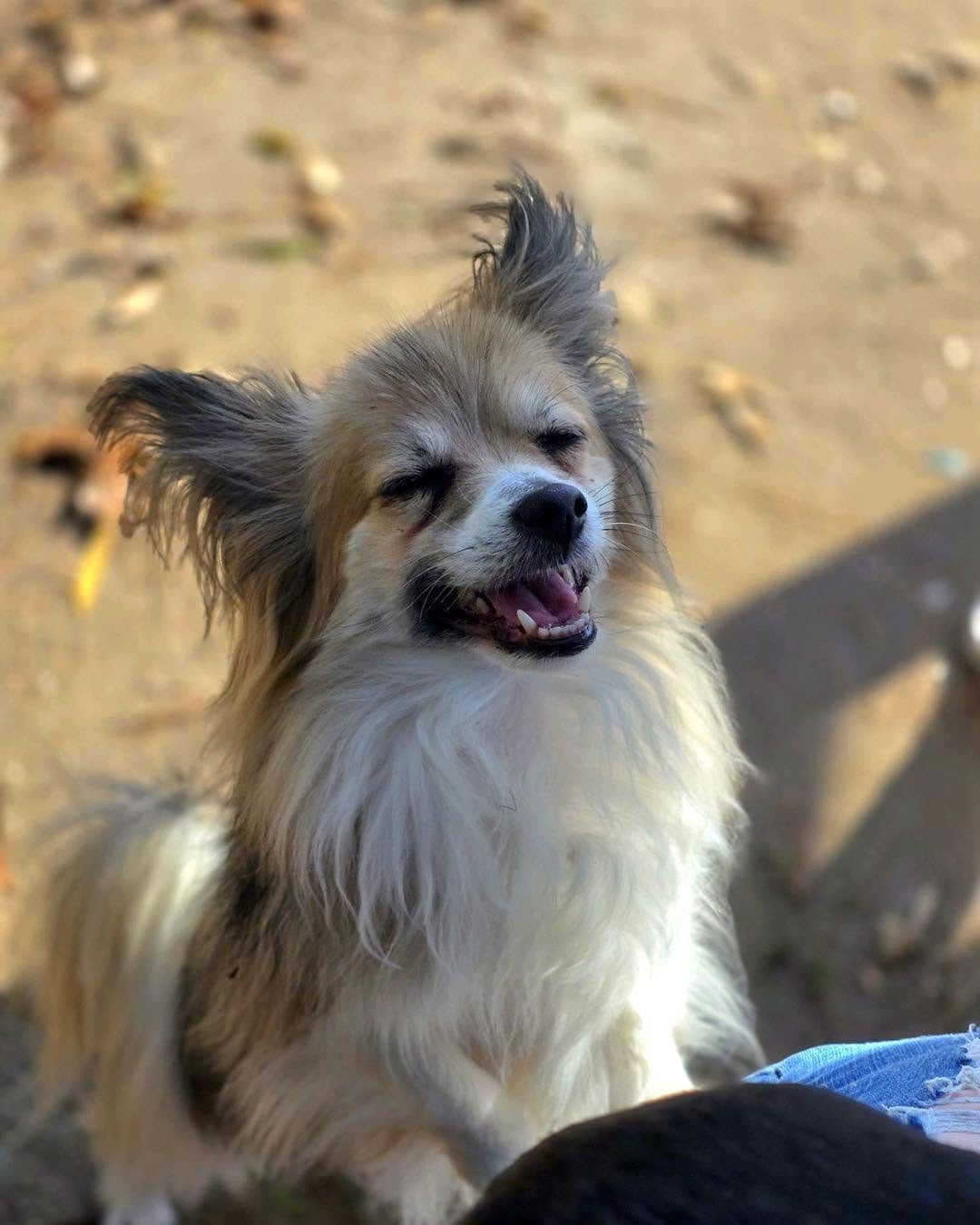 Small fluffy tan-and-white dog with ears up, sitting outdoors on sandy ground, mouth open and panting.