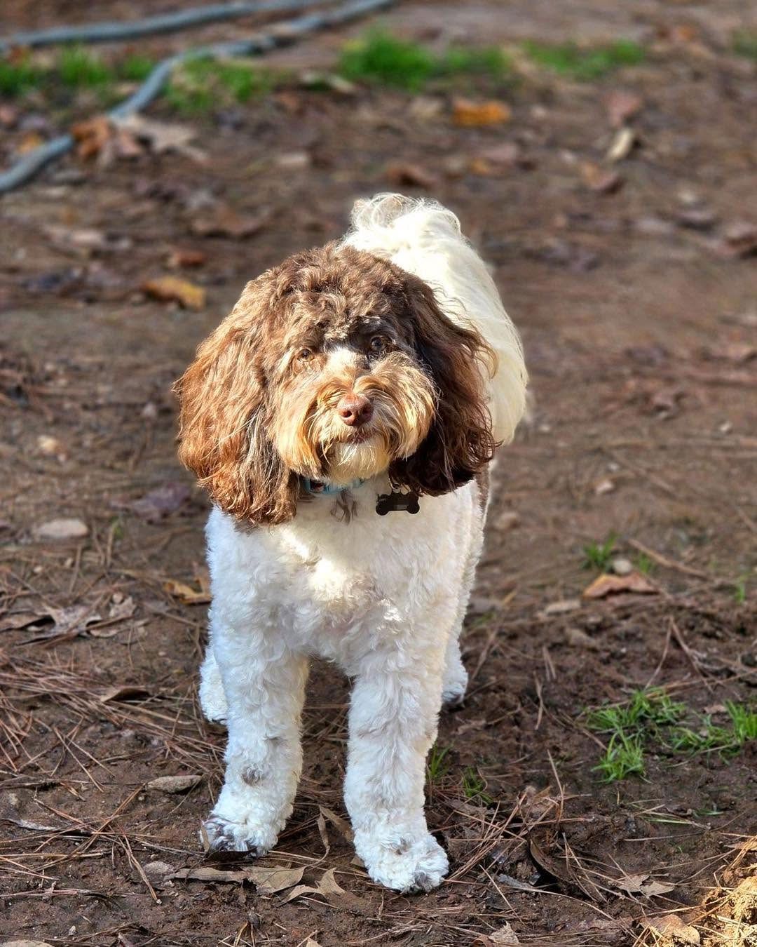 Small brown-and-white dog standing on dirt outdoors with a fluffy coat and curled tail