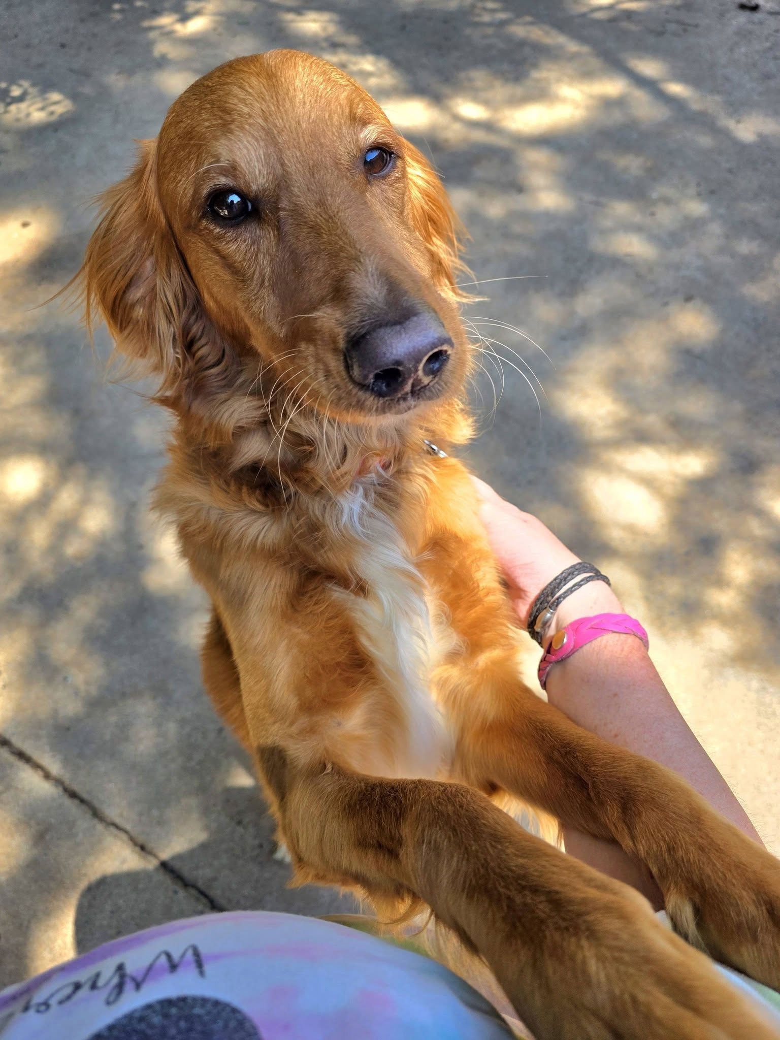 Wet brown dog being held upright outdoors, looking at the camera with a curious expression.