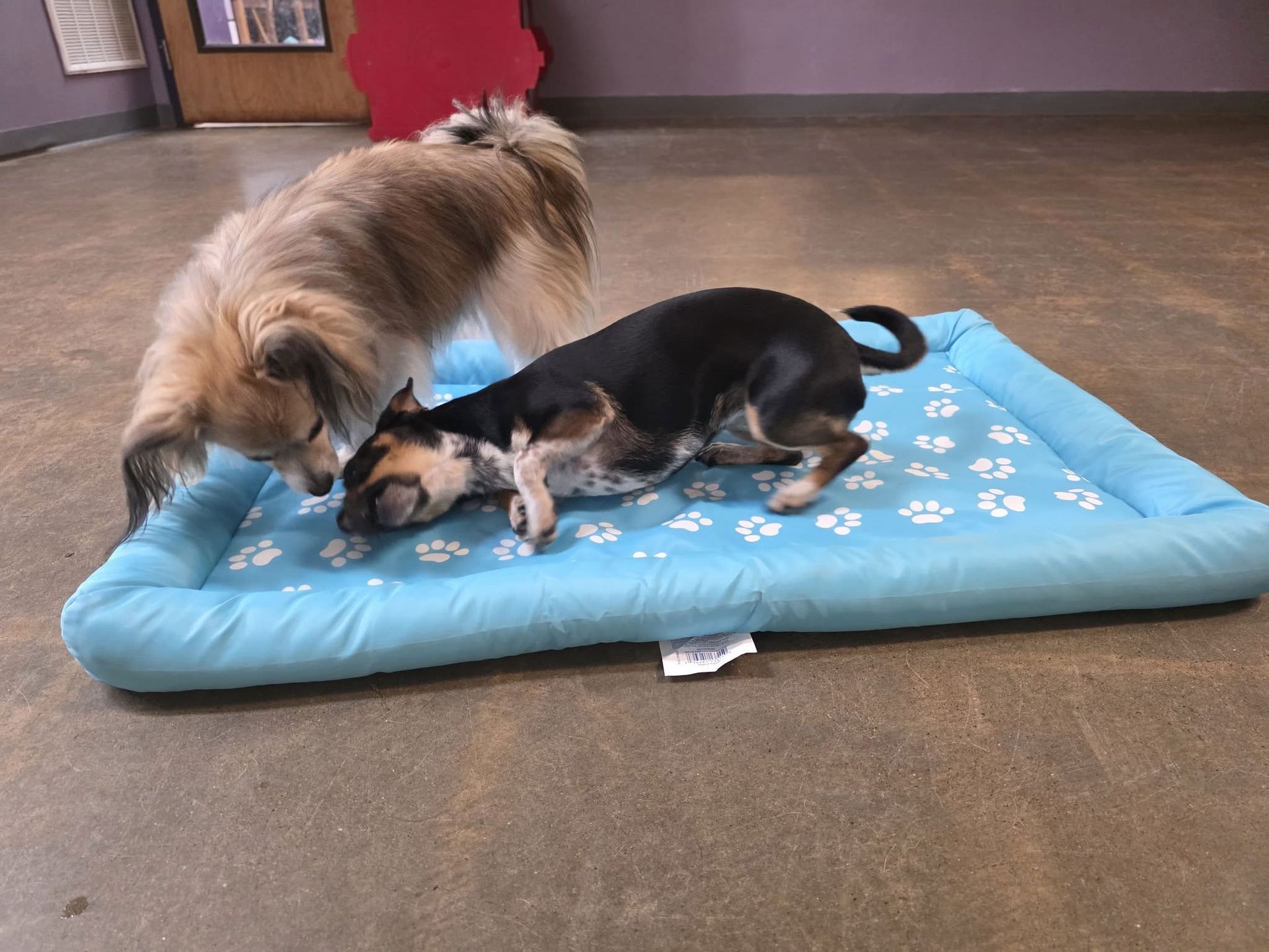 Two small dogs sniffing on a blue paw-print dog bed indoors