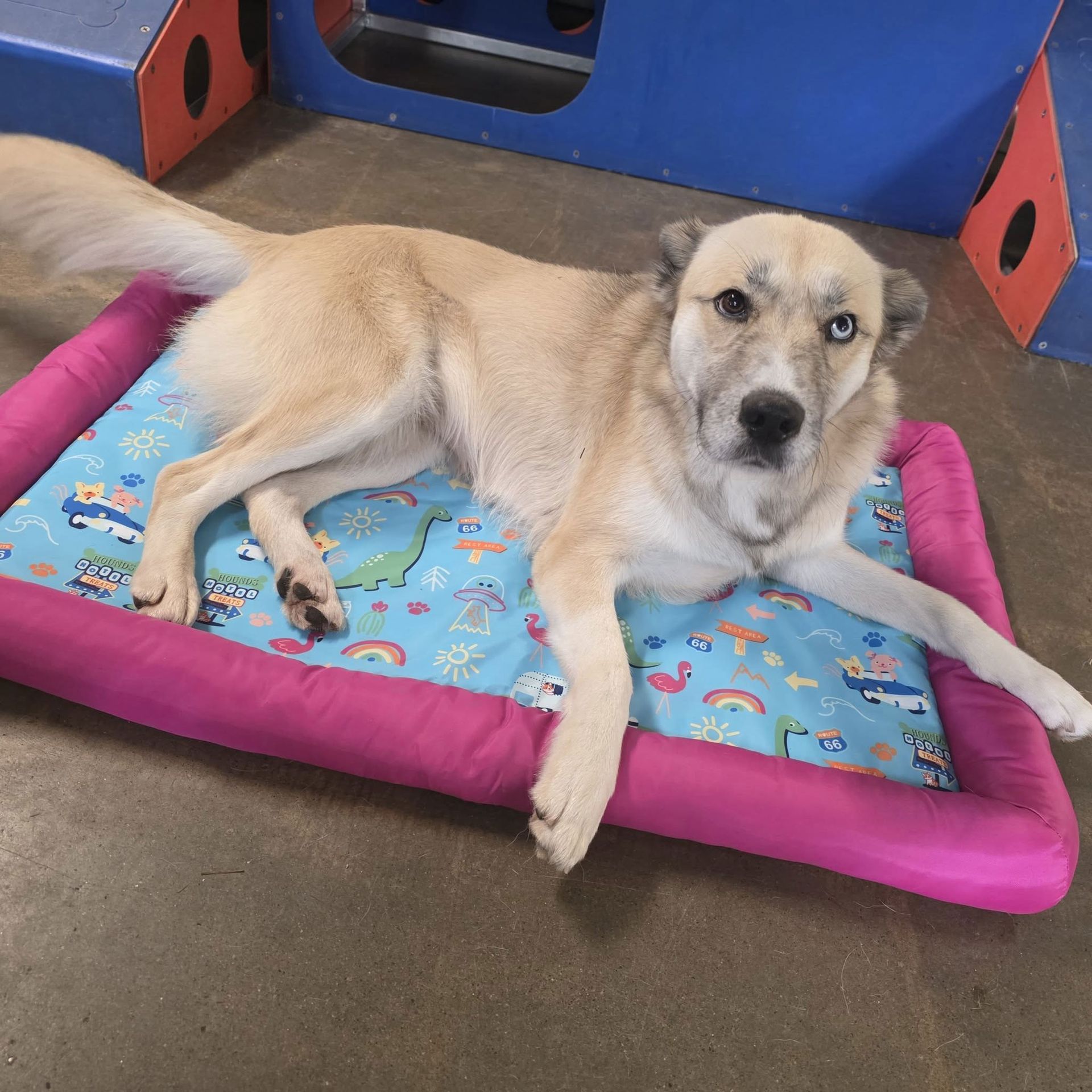 Tan dog lying on a pink pet bed, looking at the camera indoors.