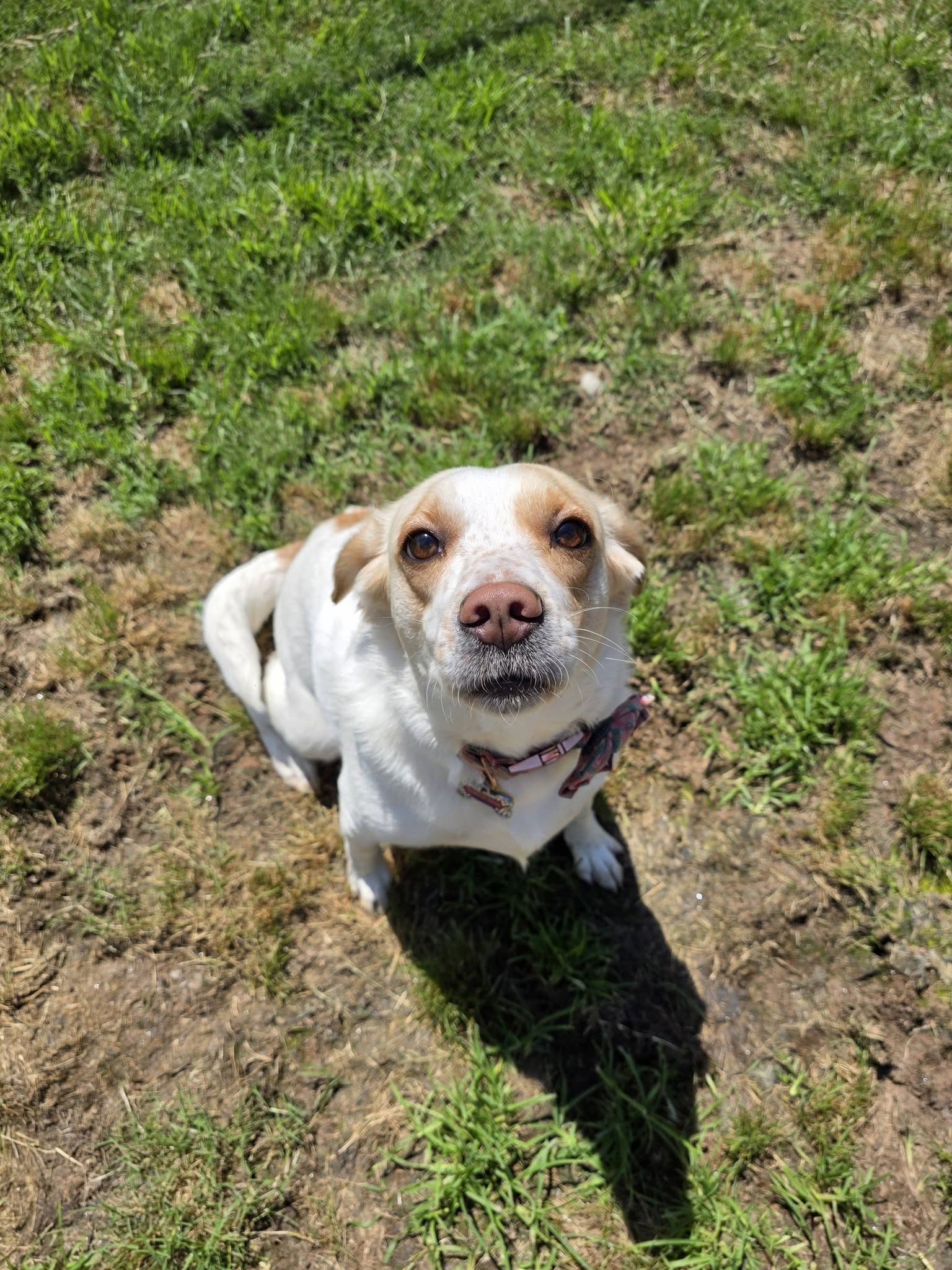 Small white-and-brown dog sitting on grass, looking up in bright sunlight.