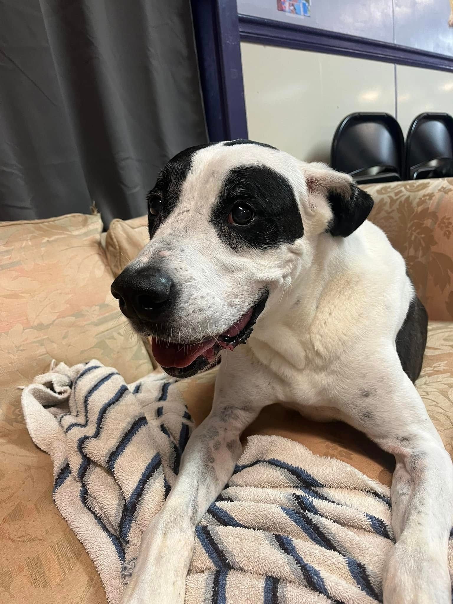 Black-and-white dog resting on a striped blanket indoors, mouth open in a panting smile.
