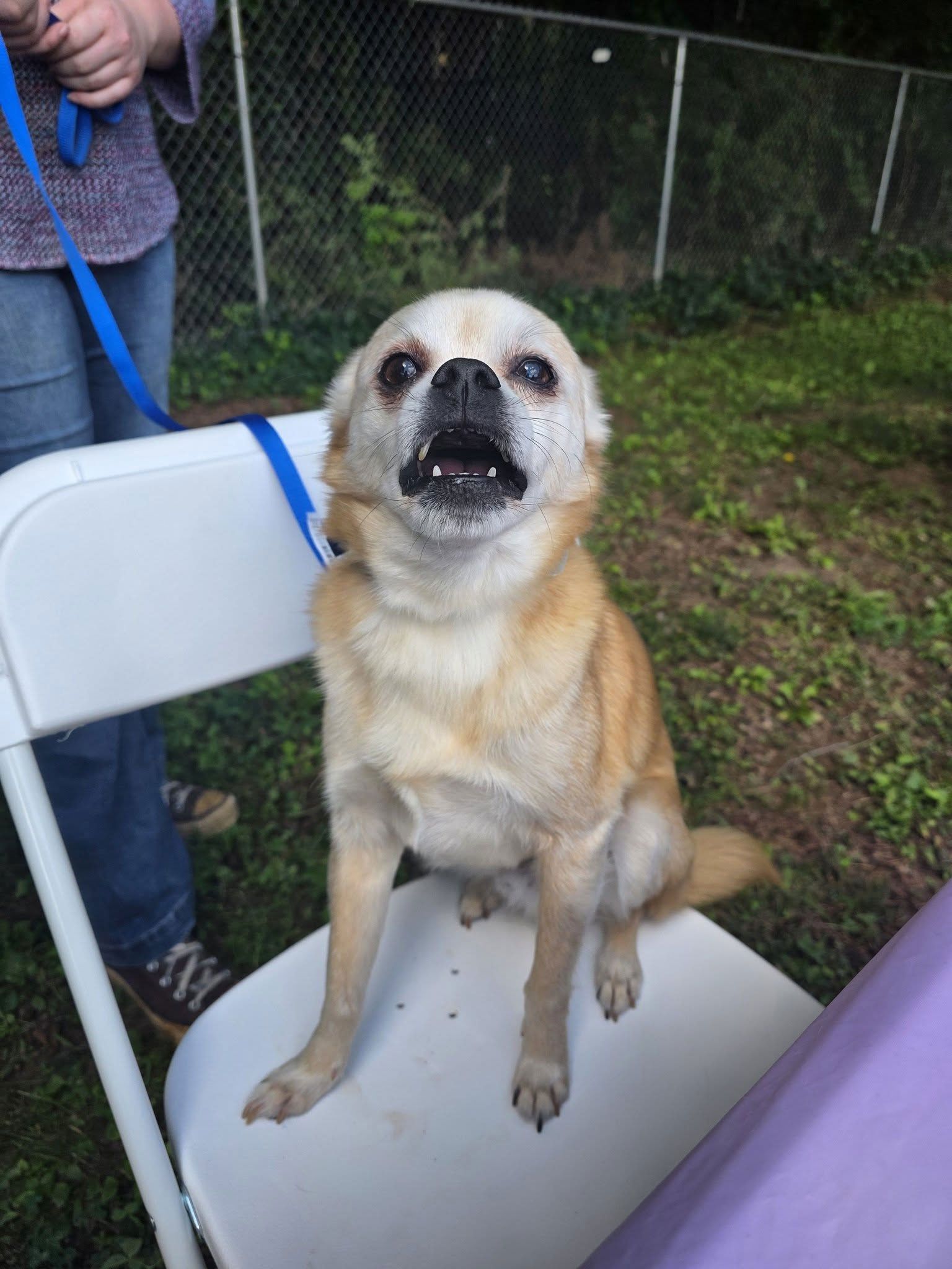 Small tan dog sitting on a white chair outdoors, looking at the camera with a blue leash attached.