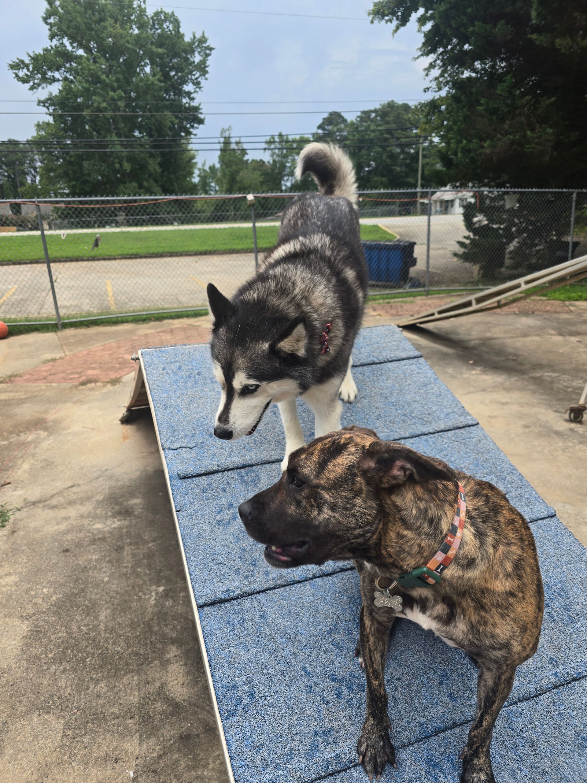 Two dogs standing on a blue platform outdoors near a fence and trees.
