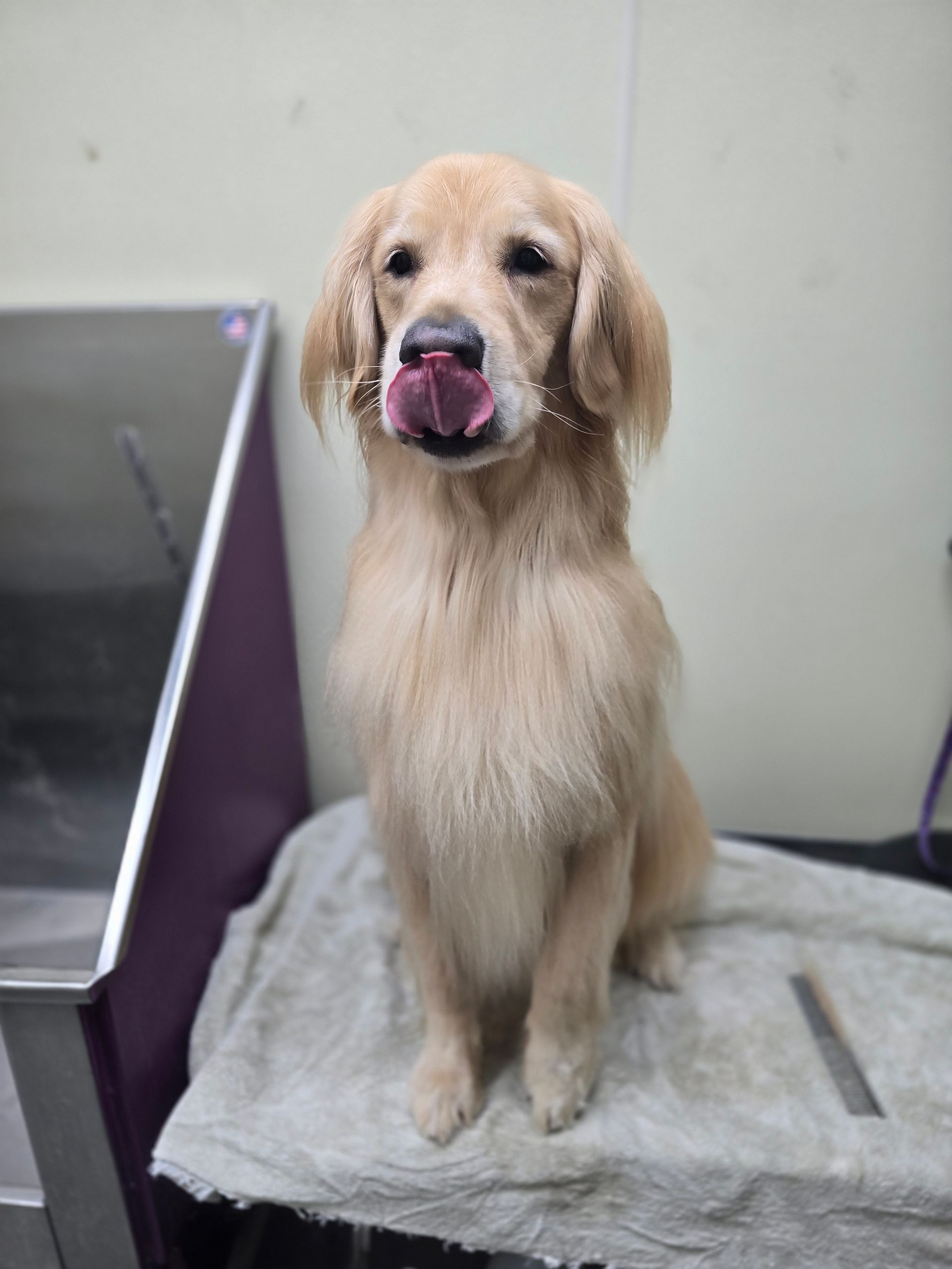 Golden retriever standing on a grooming table with tongue out, in a plain indoor room.