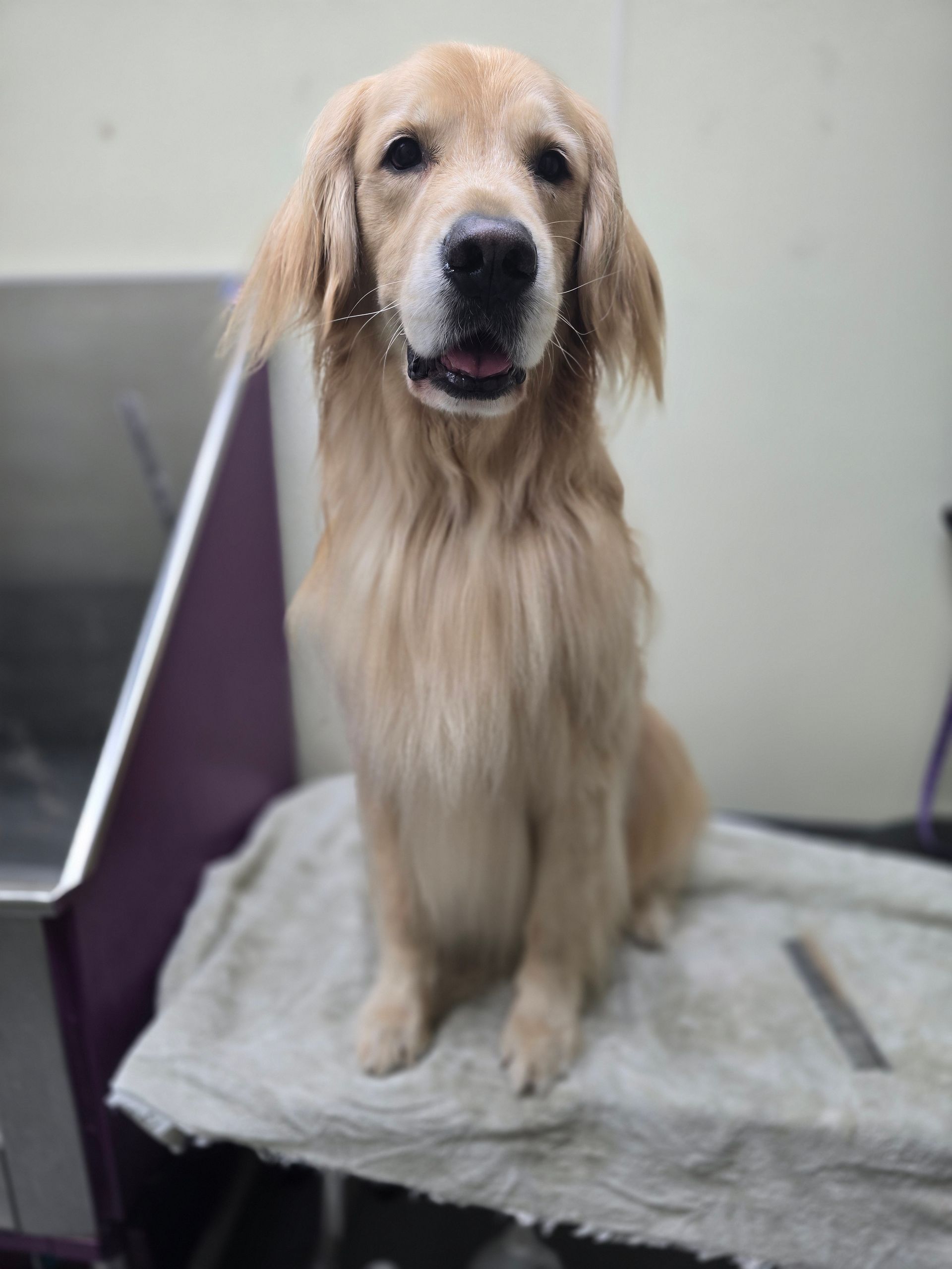 Golden retriever sitting on a gray blanket, facing the camera with a calm expression.