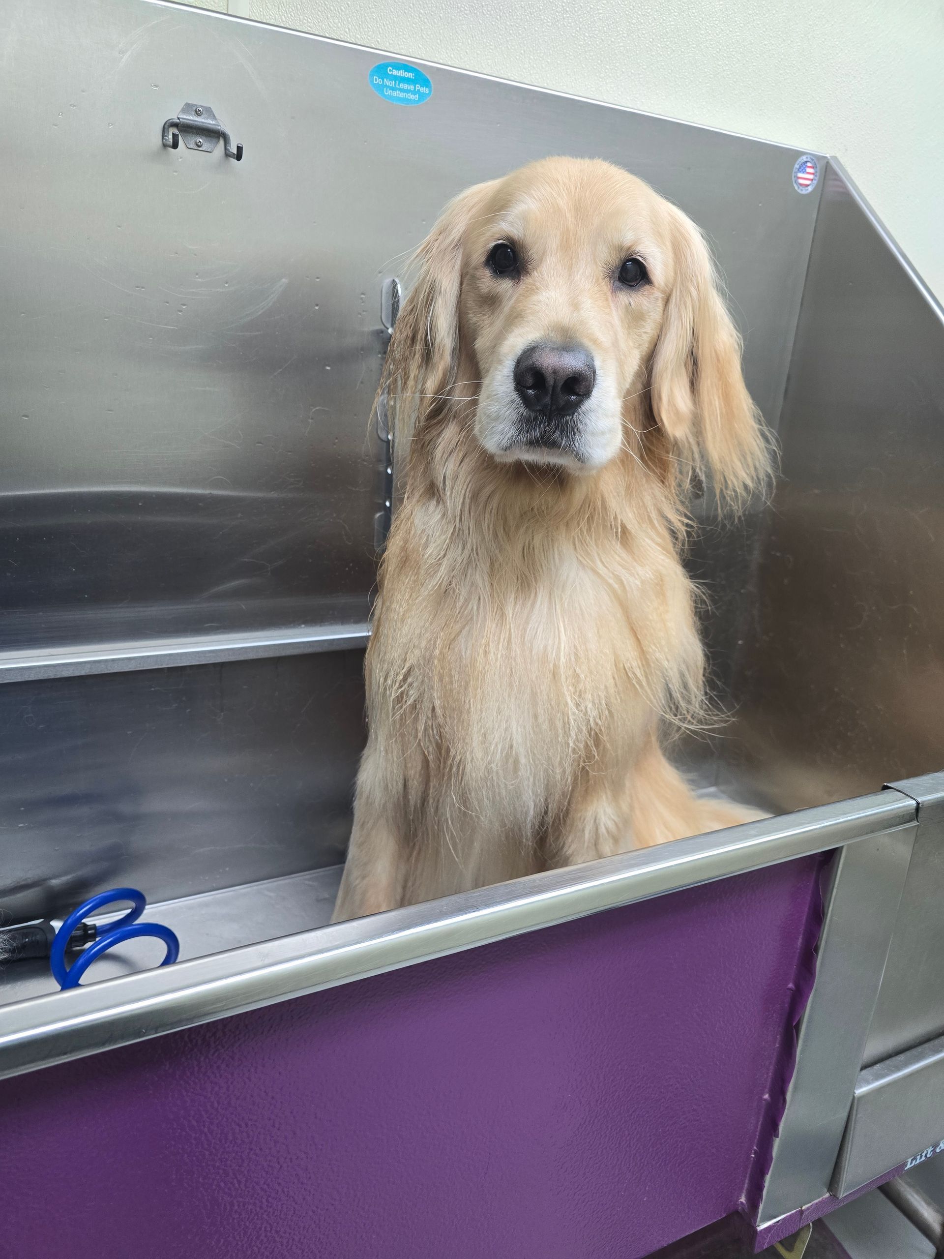 Golden retriever in a stainless-steel grooming tub, looking at the camera.
