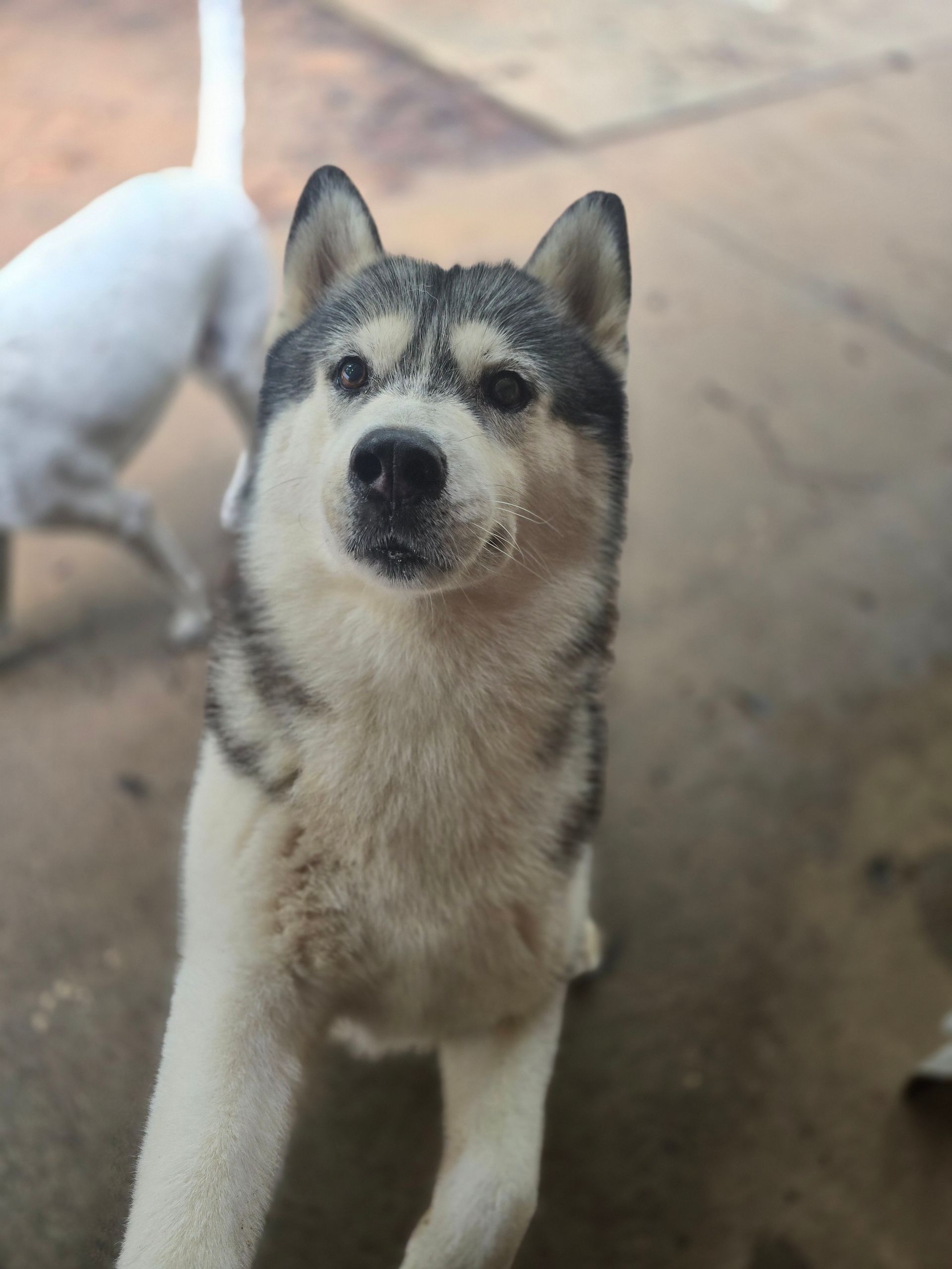 Small husky sitting on a concrete floor, looking up with an alert expression.