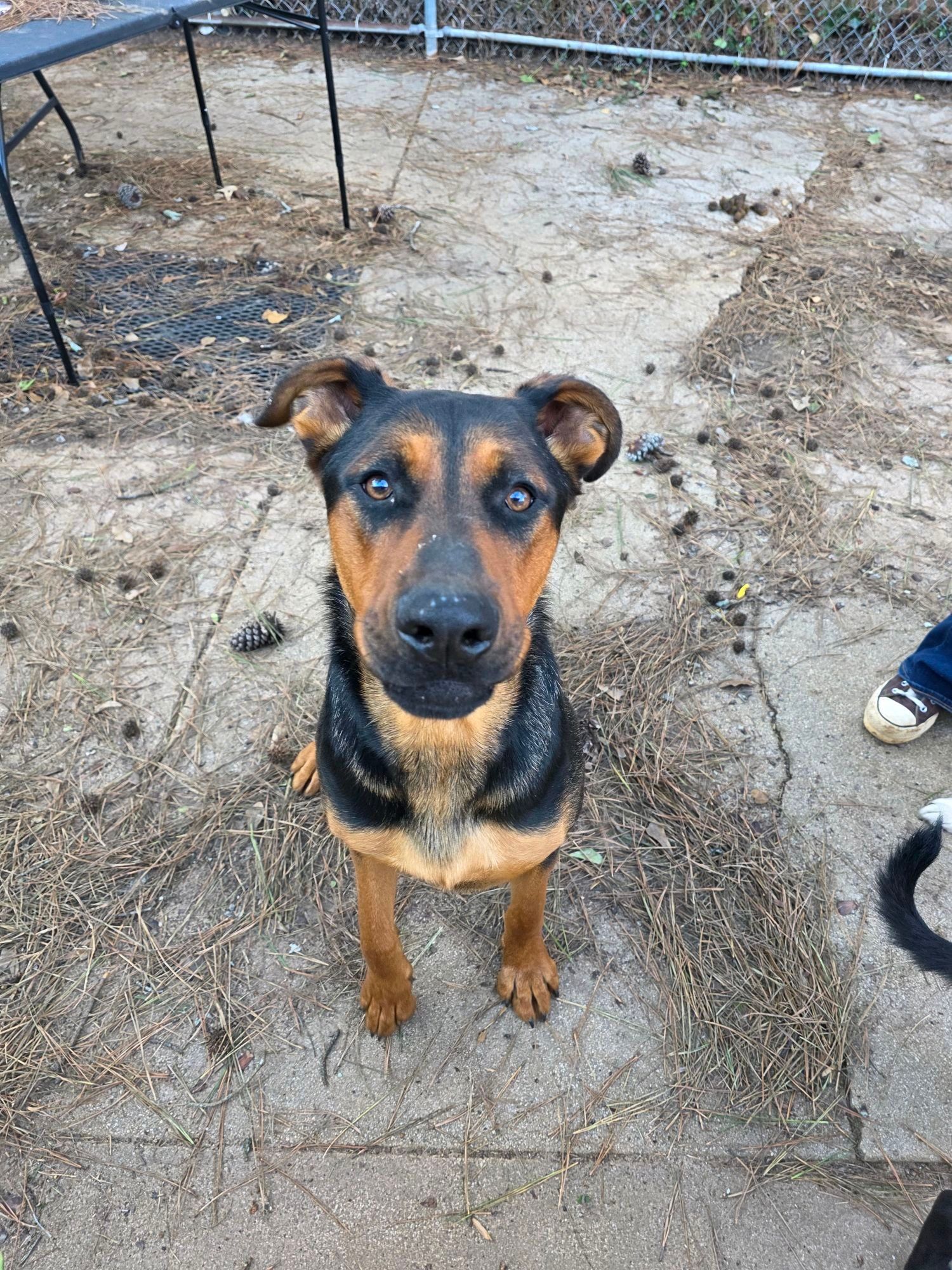 Black-and-tan dog sitting on a concrete path, looking up at the camera.