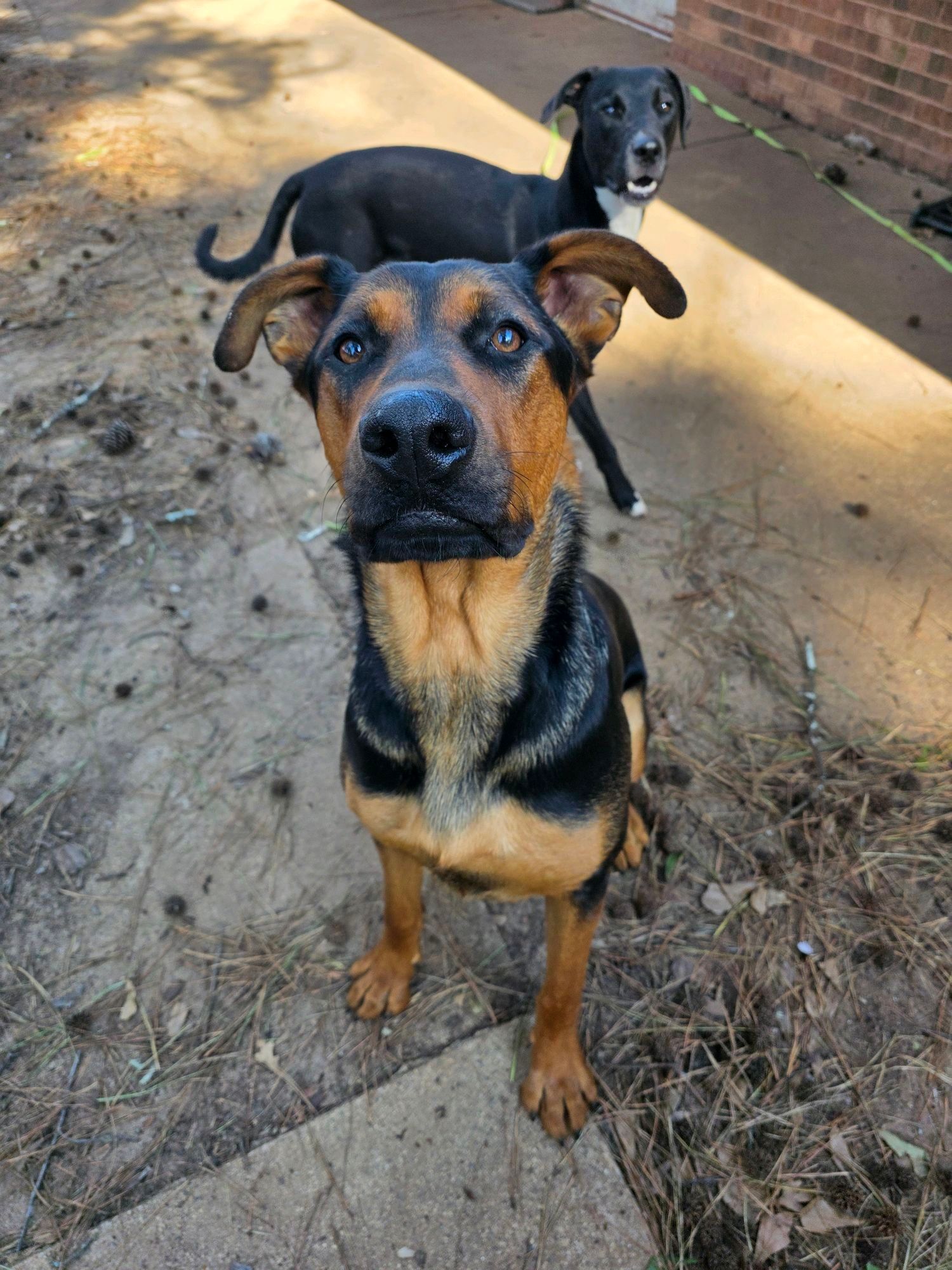 Two black-and-tan dogs standing on a dirt path, one close to the camera and one behind it.