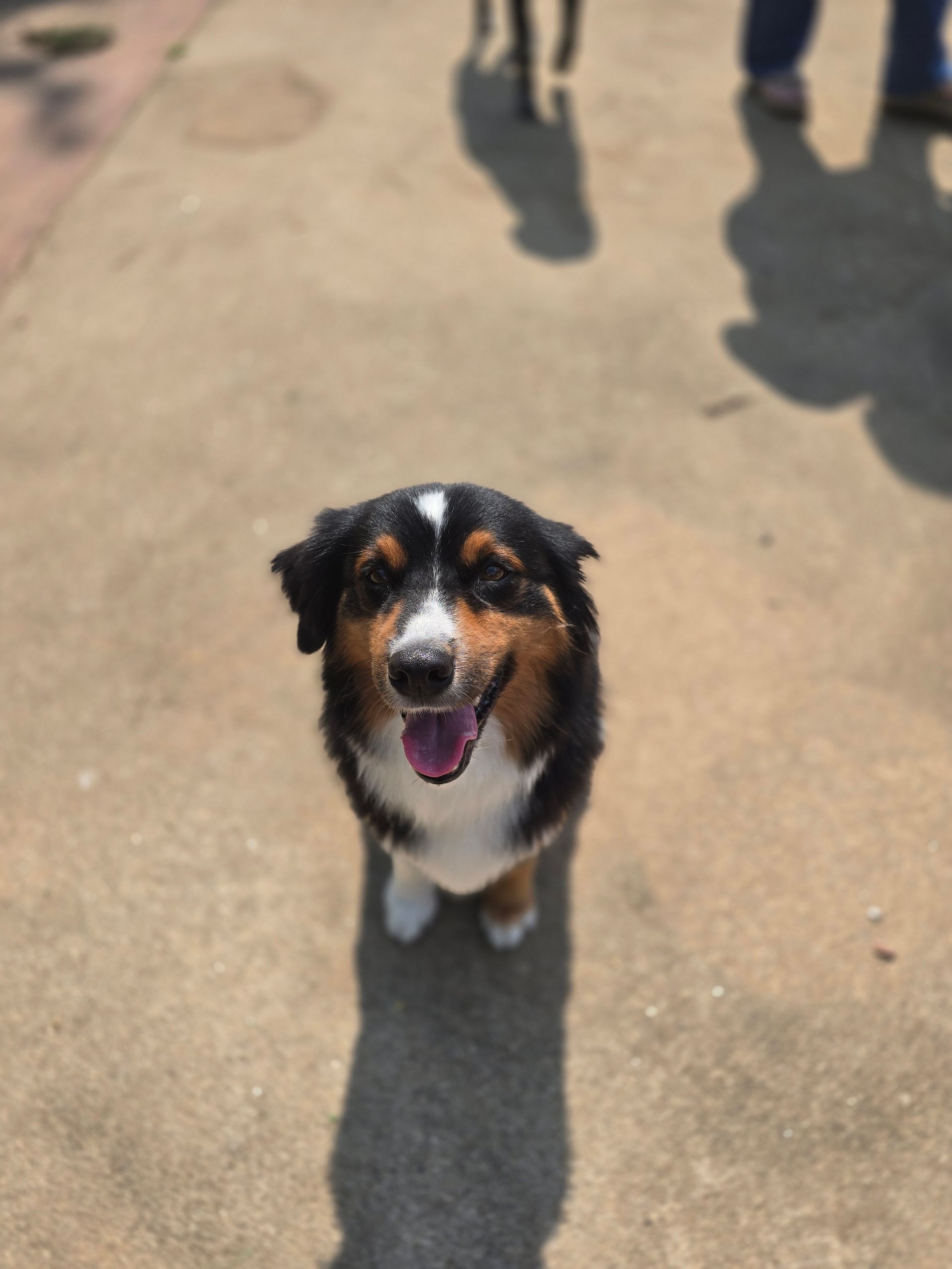 Small black, white, and tan dog standing on sunlit pavement, panting with tongue out, casting a long shadow