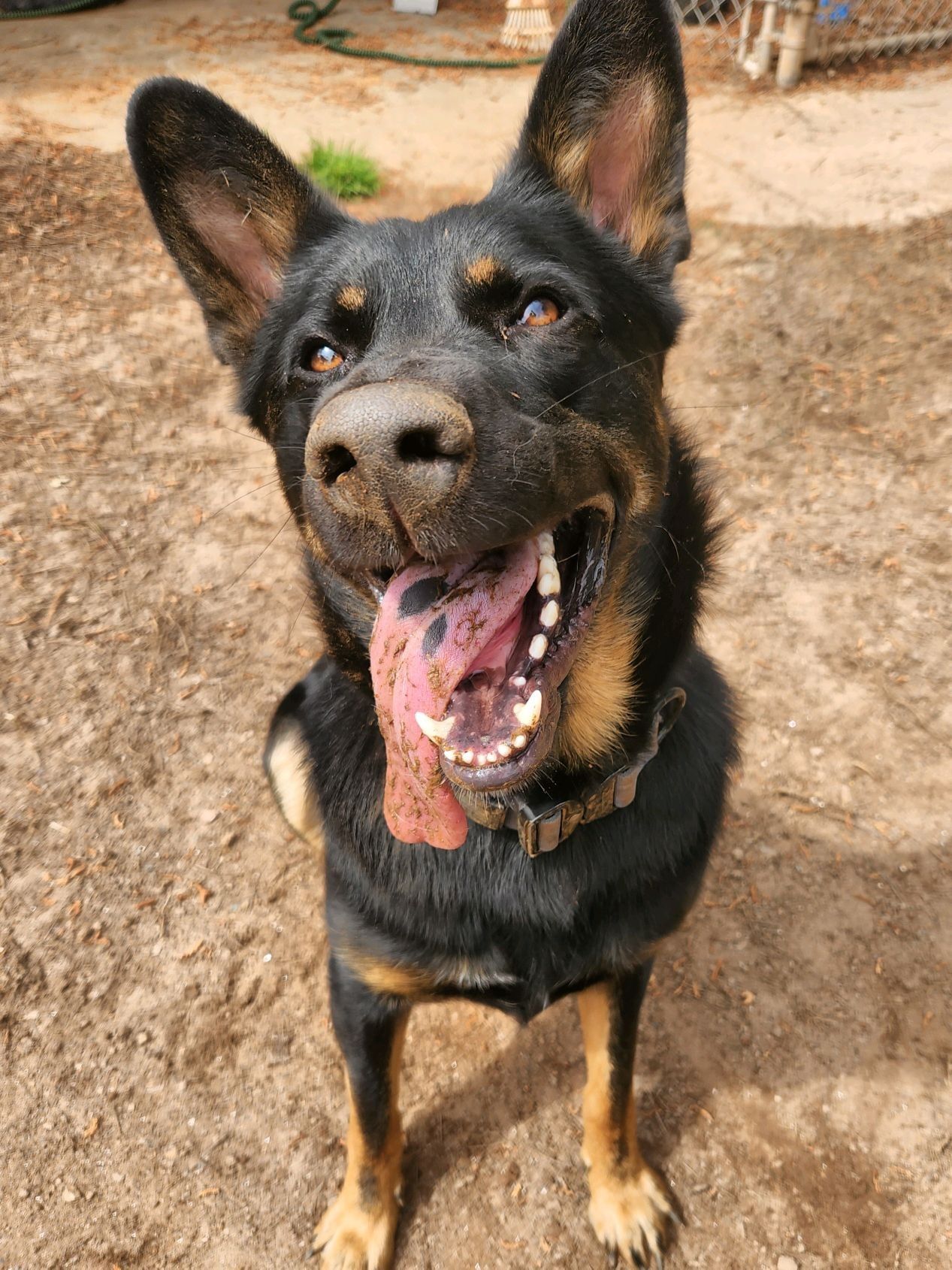 Black-and-tan dog standing on dirt, looking up with mouth open and tongue out.