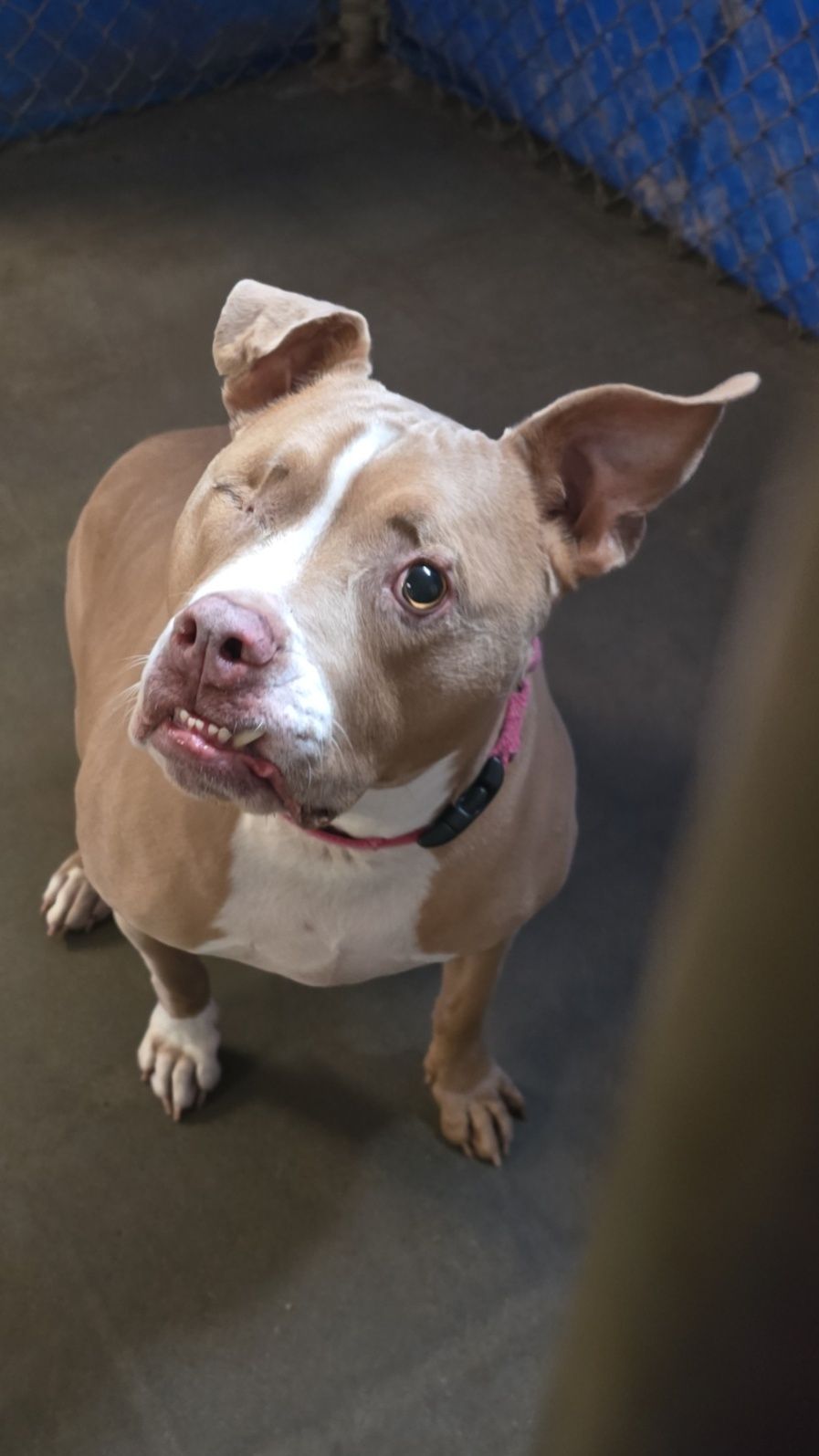 Tan-and-white dog with a pink collar looking up in a kennel