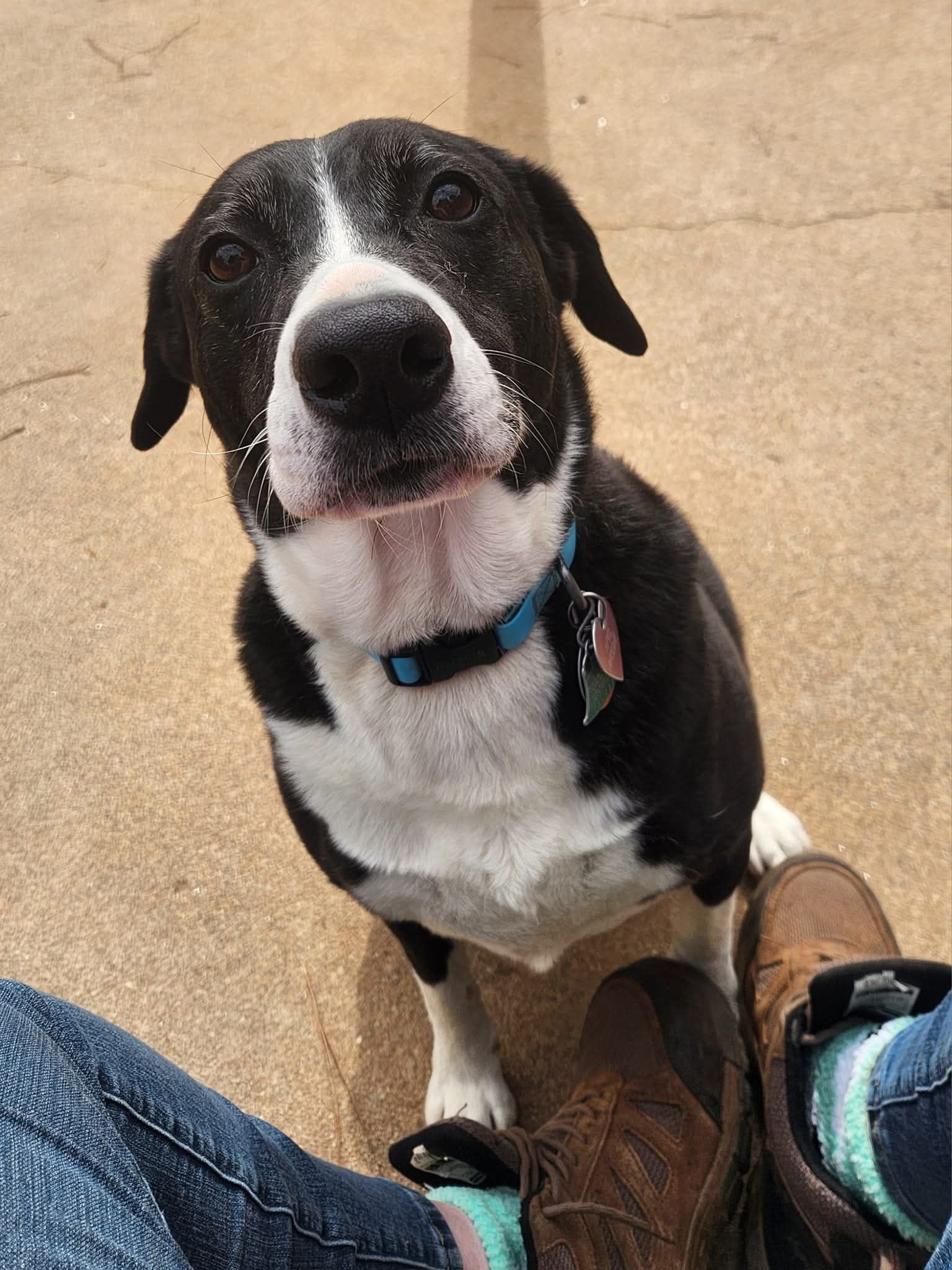 Black-and-white dog sitting on a person’s feet, looking up on a tan floor