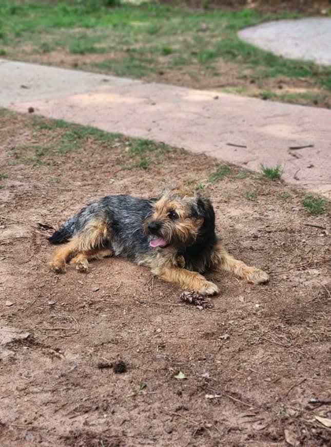 Small shaggy dog lying on dirt near a sidewalk, with tongue out in a yard.