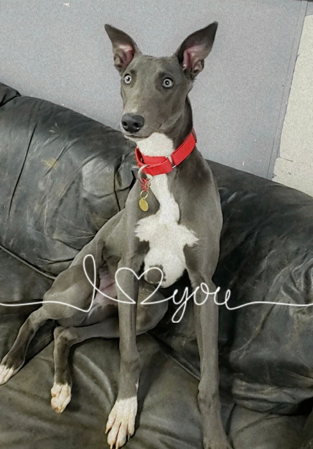Gray dog with a red collar sitting on a black couch, ears perked up.