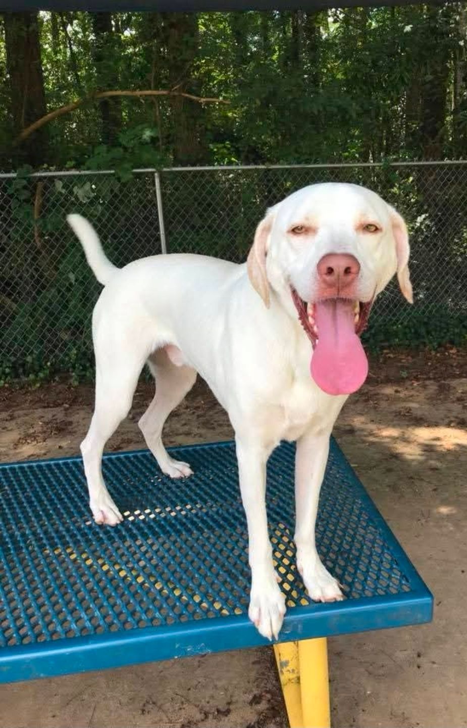 White dog standing on blue platform, panting with tongue out in a fenced outdoor area.