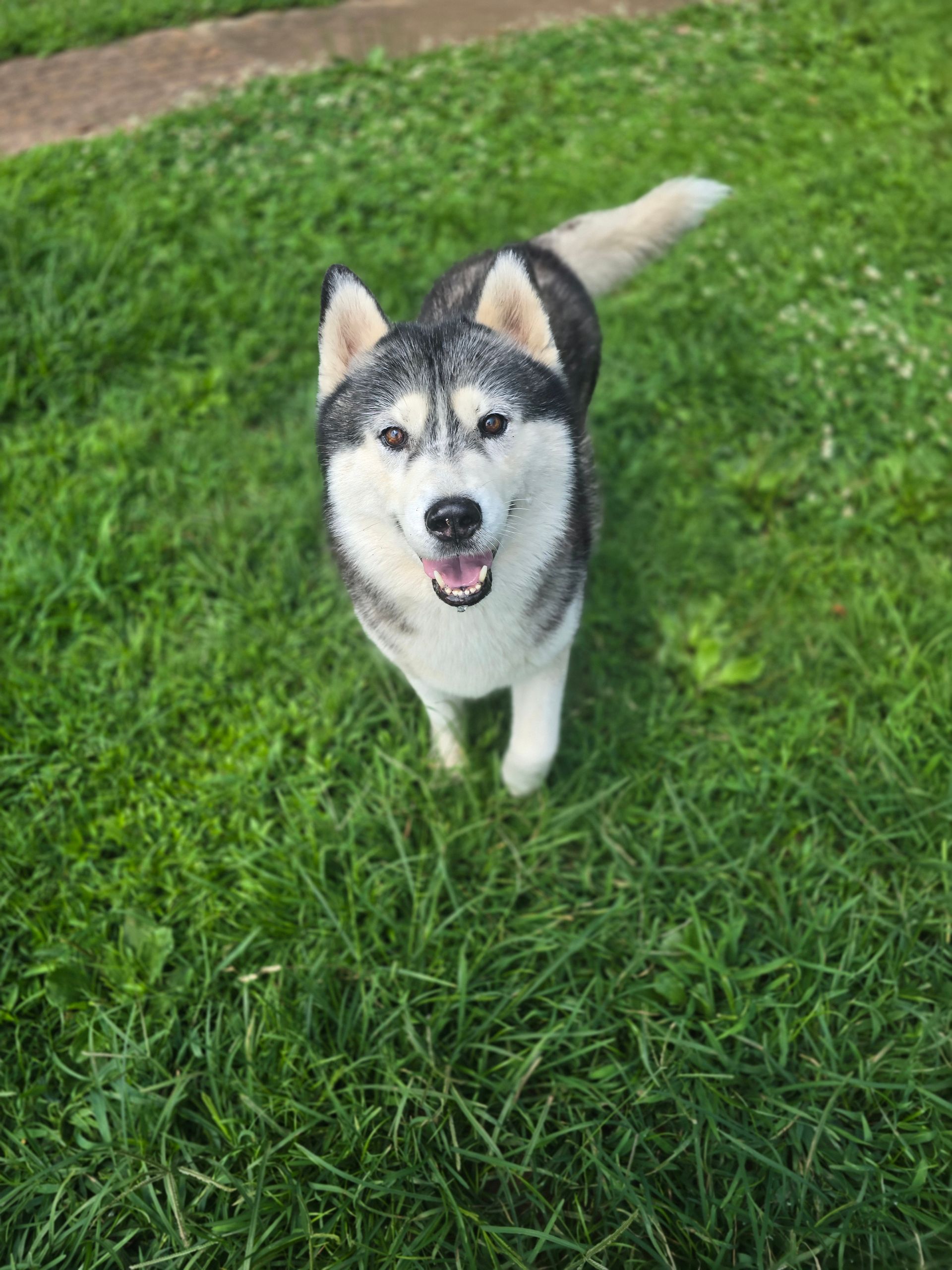 Black-and-white Husky standing on green grass with mouth open and tail raised.